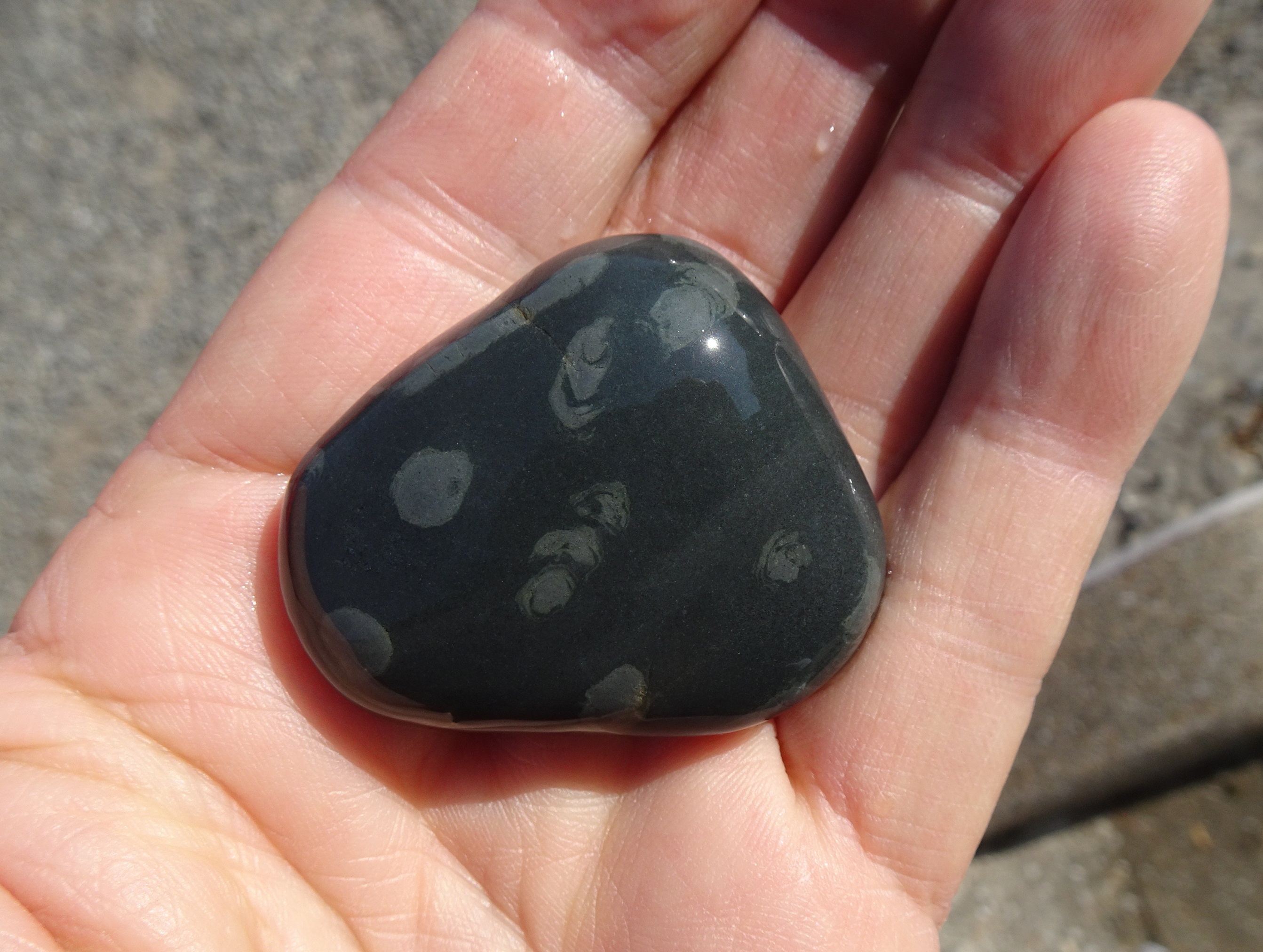 Trace fossils in a dark gray argillite.