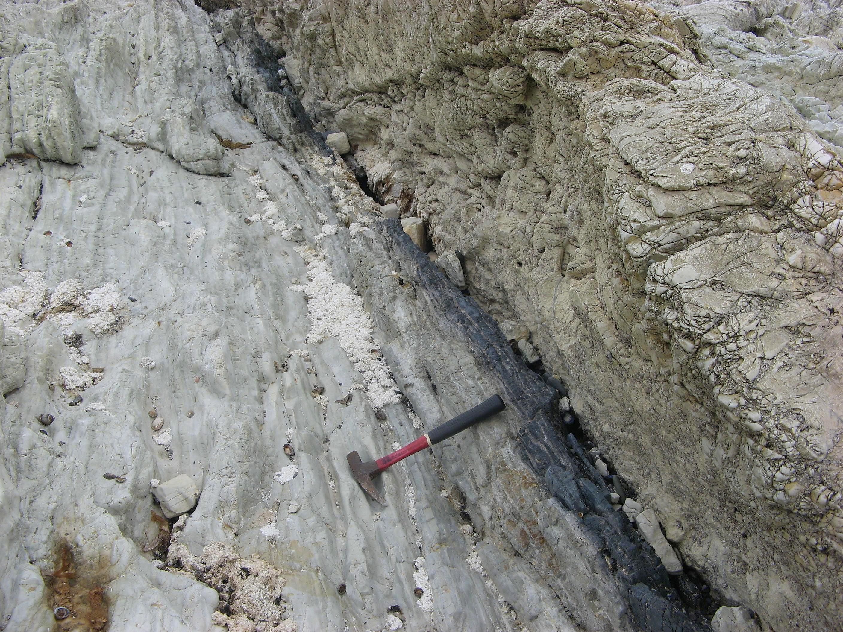 K-Pg boundary at Chancet Rocks (dark layer at base of hammer handle). www.geotrips.org.nz/trip.html?id=525