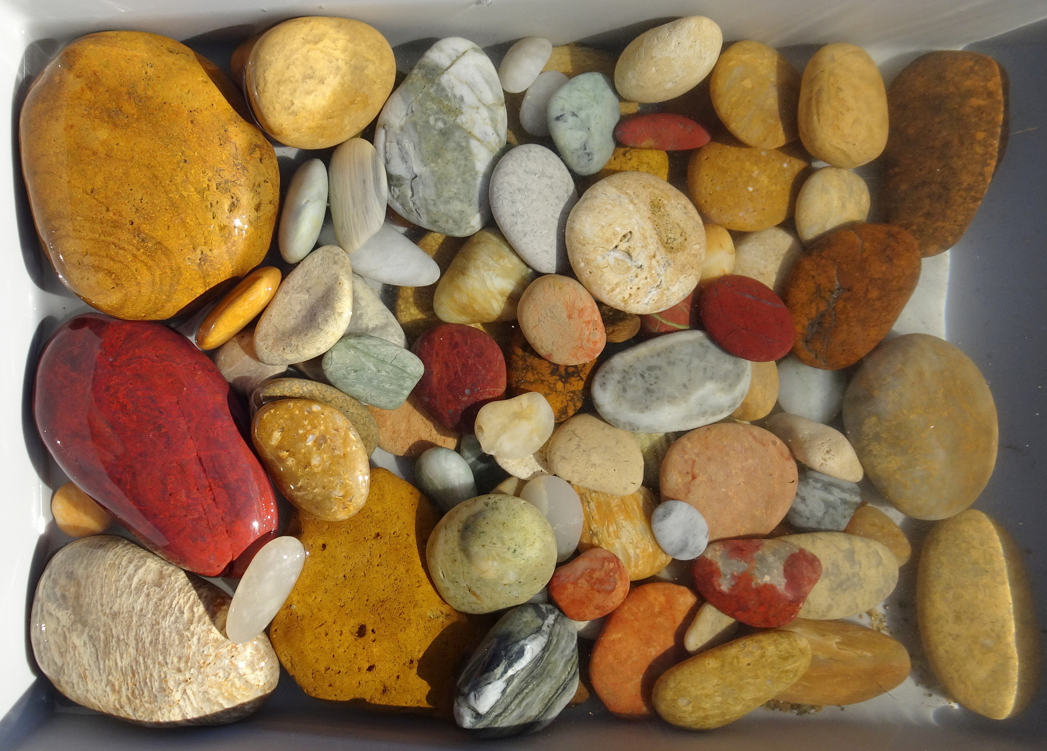 This afternoon's finds.