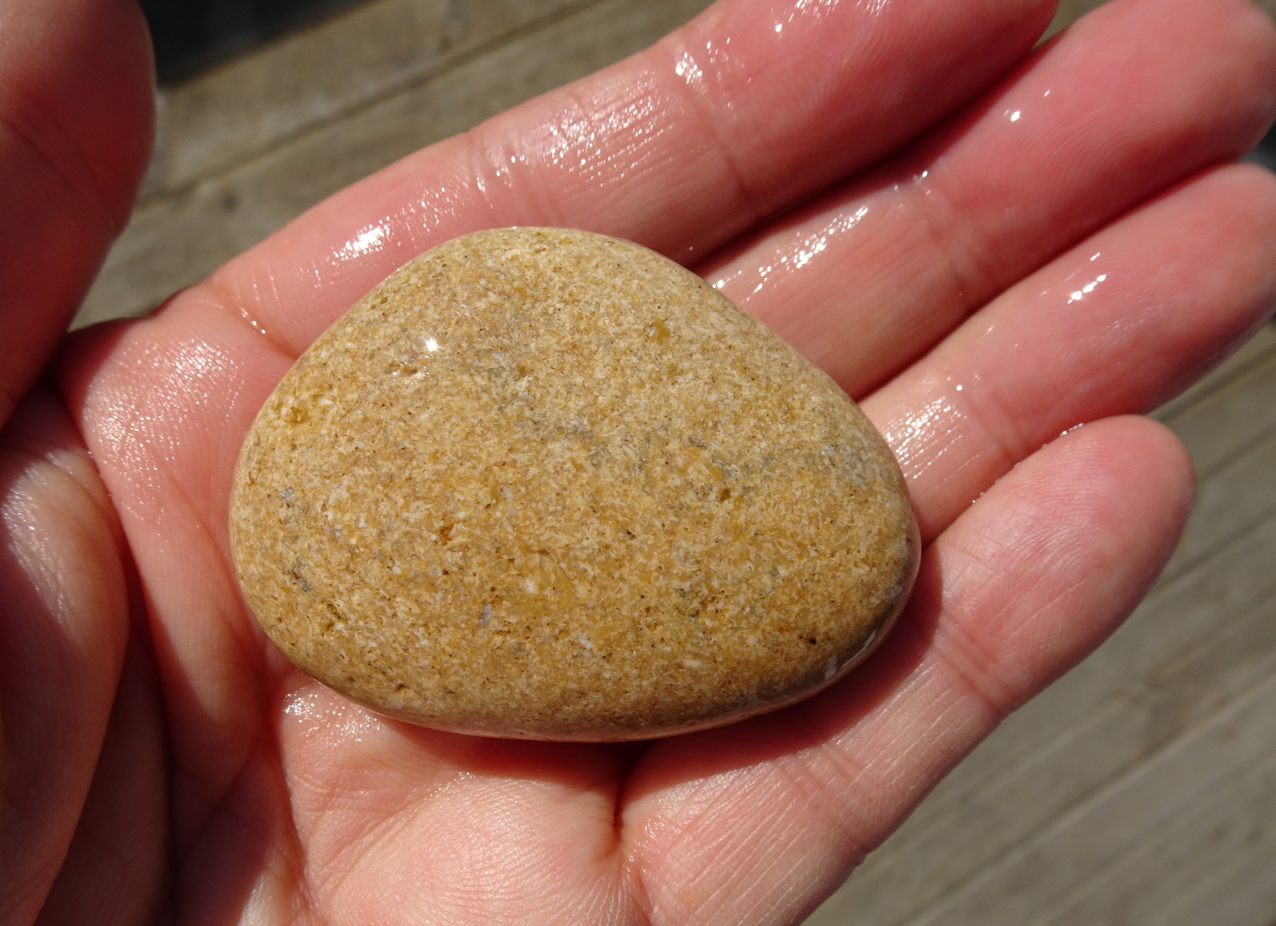 Fossiliferous limestone.