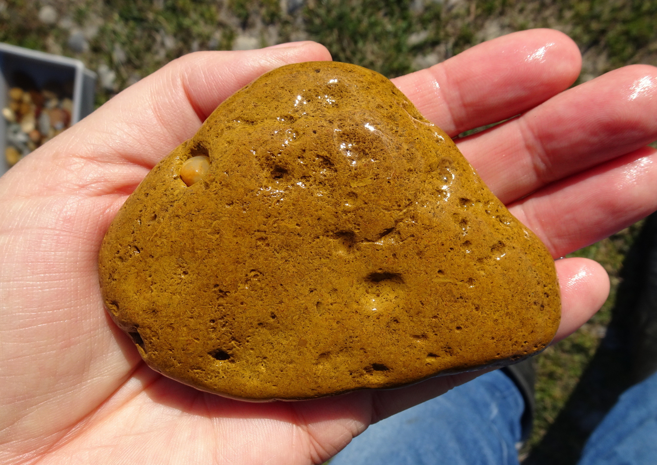 One side of a large bryozoan fossil stone.