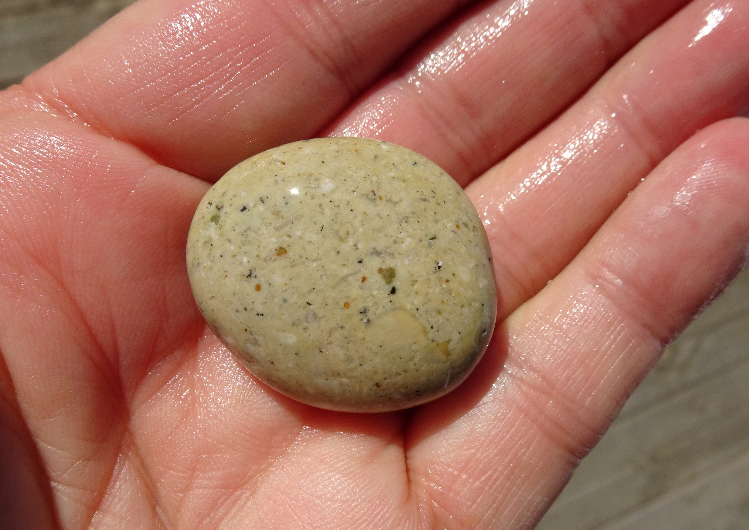 Fossiliferous limestone.