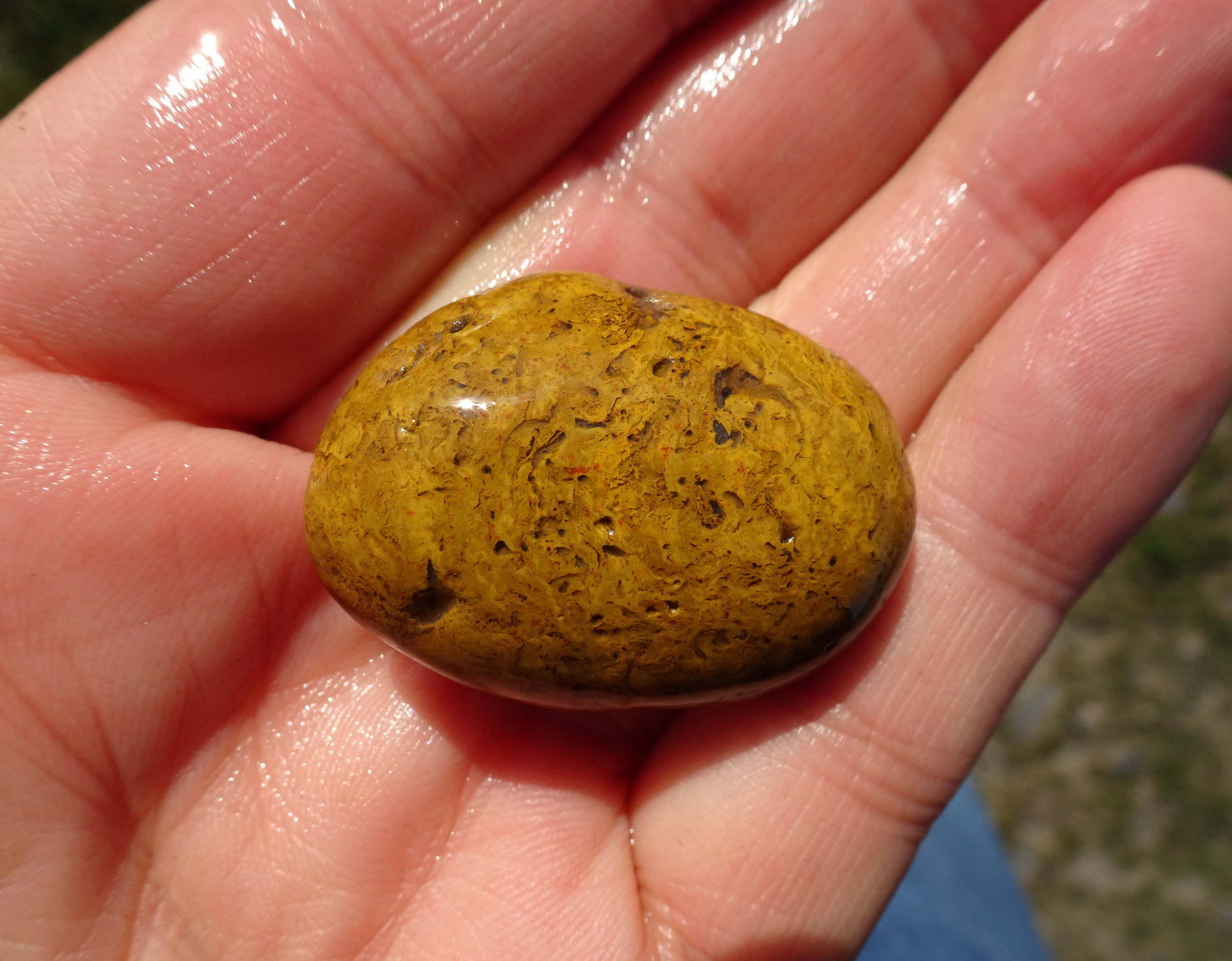 Small bryozoan fossil stone.