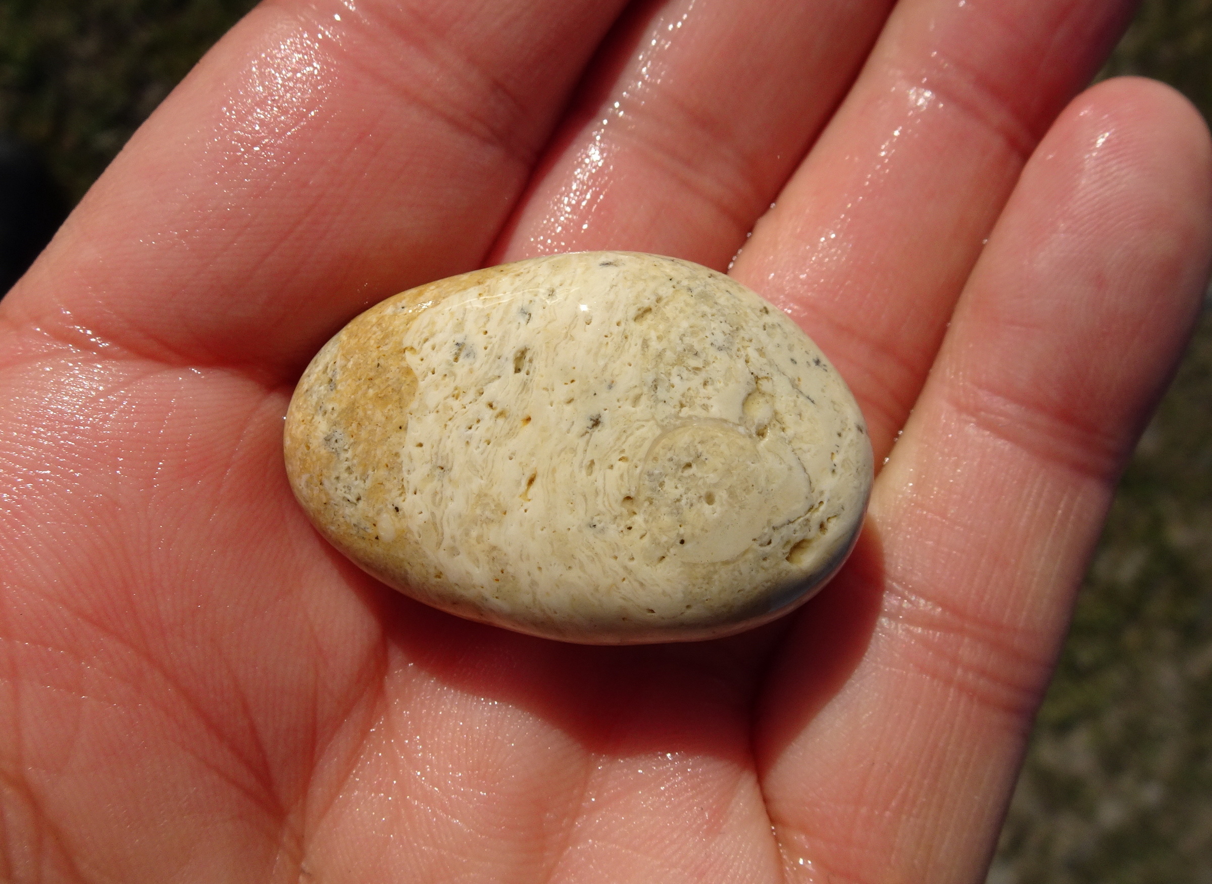 Fossiliferous limestone with rhodolith.