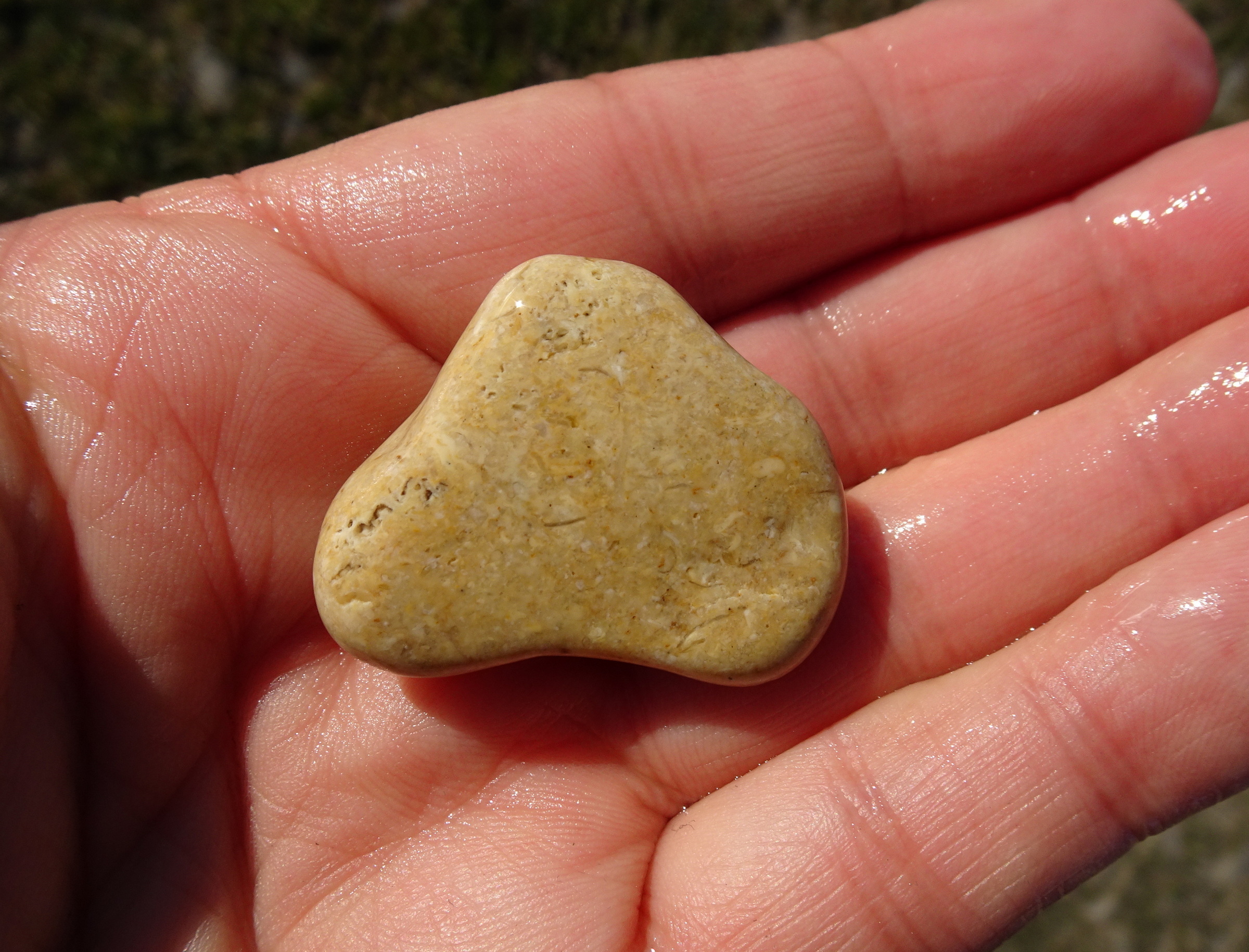 Fossiliferous limestone.