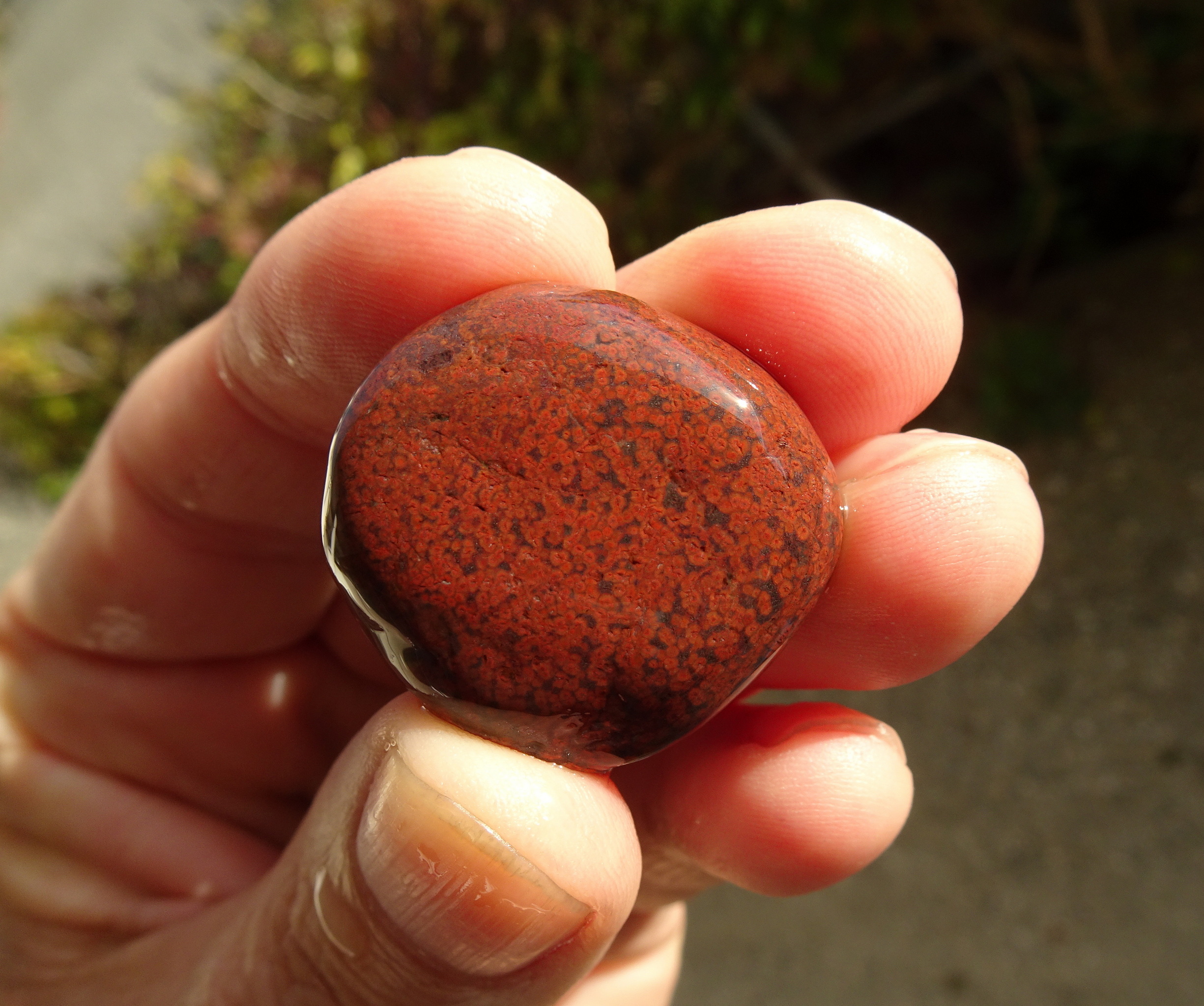 Back Beach poppy jasper.