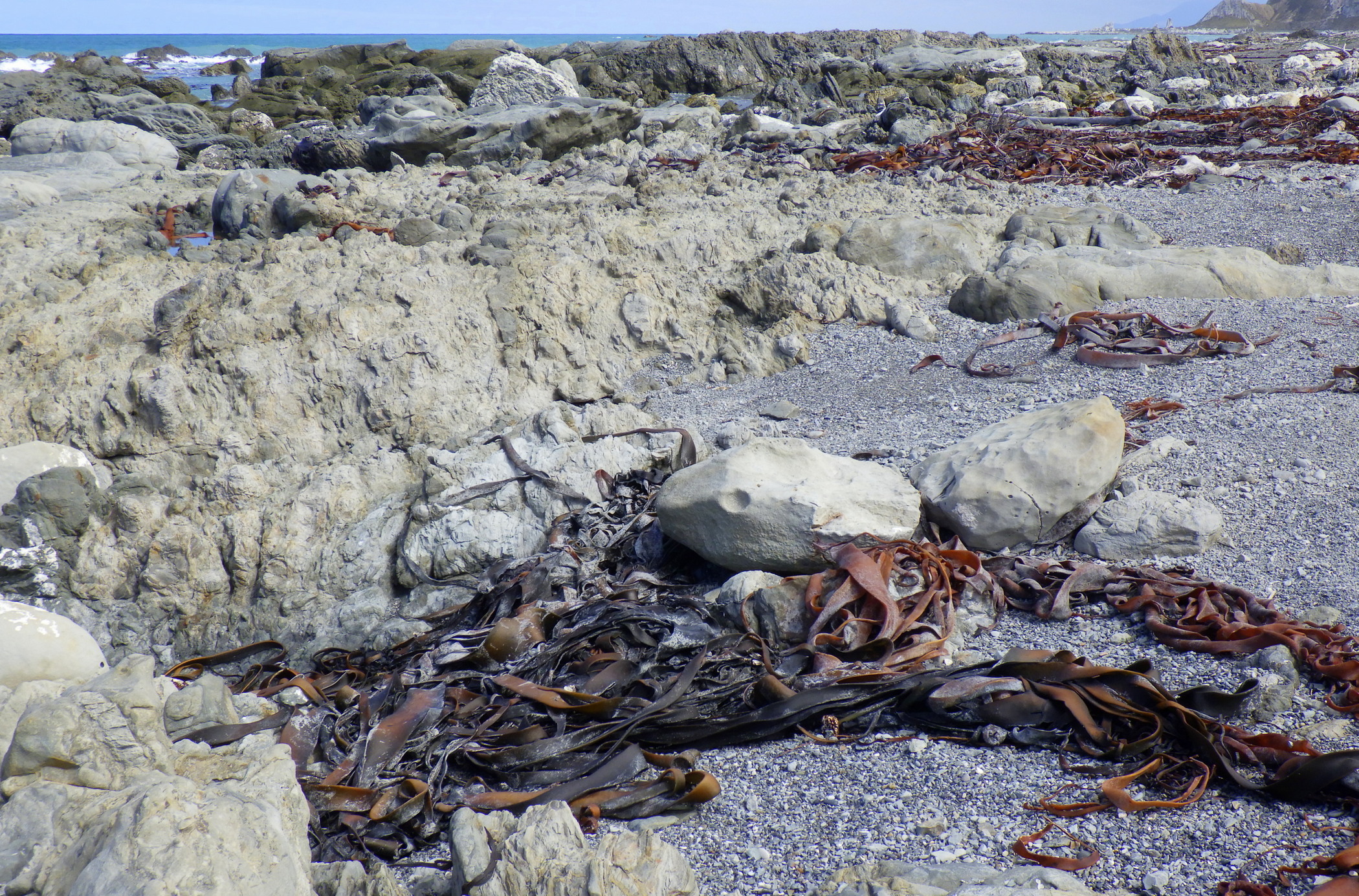 Part of a Ward Beach boulder.