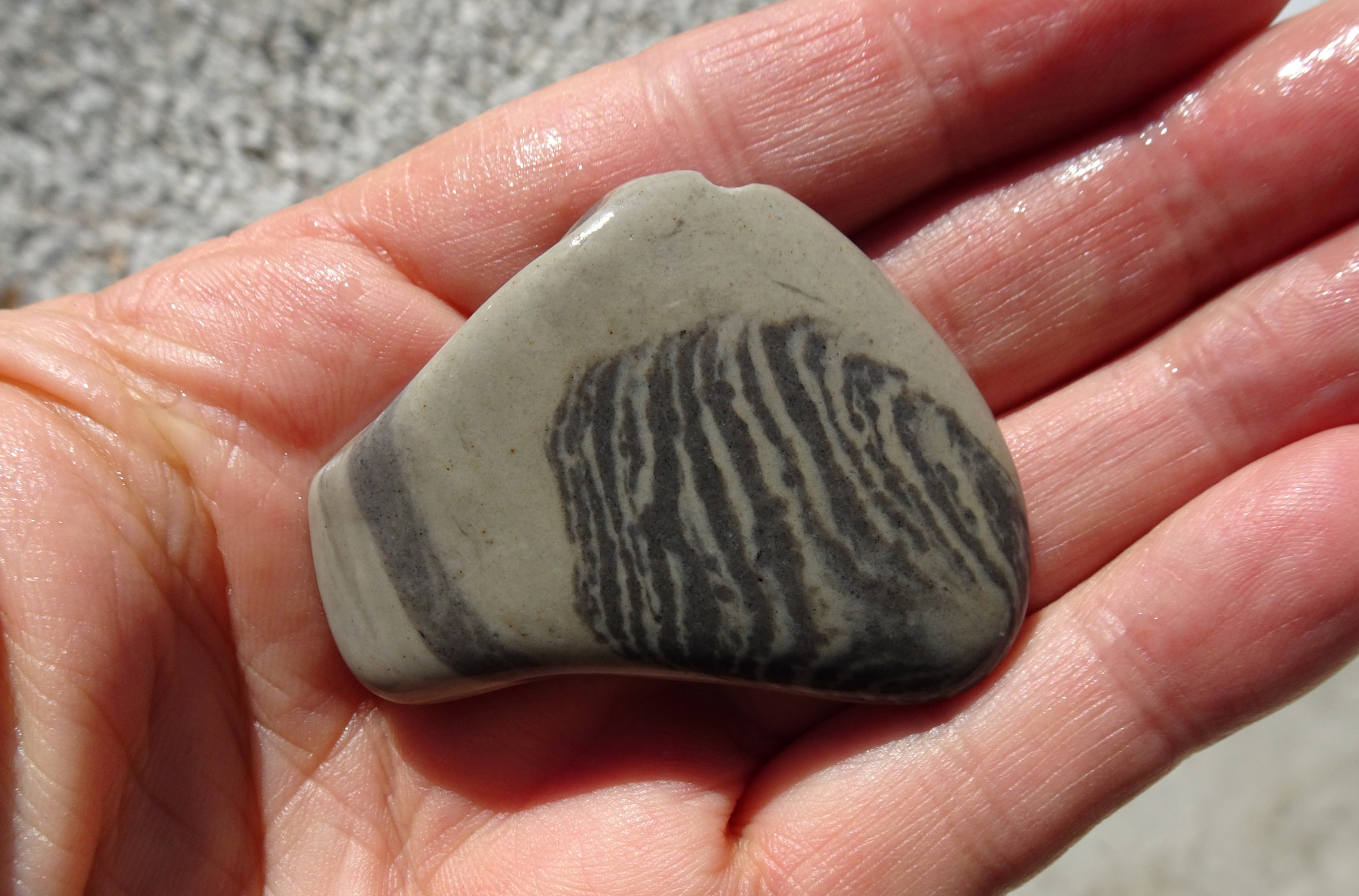 Trace fossil in limestone.