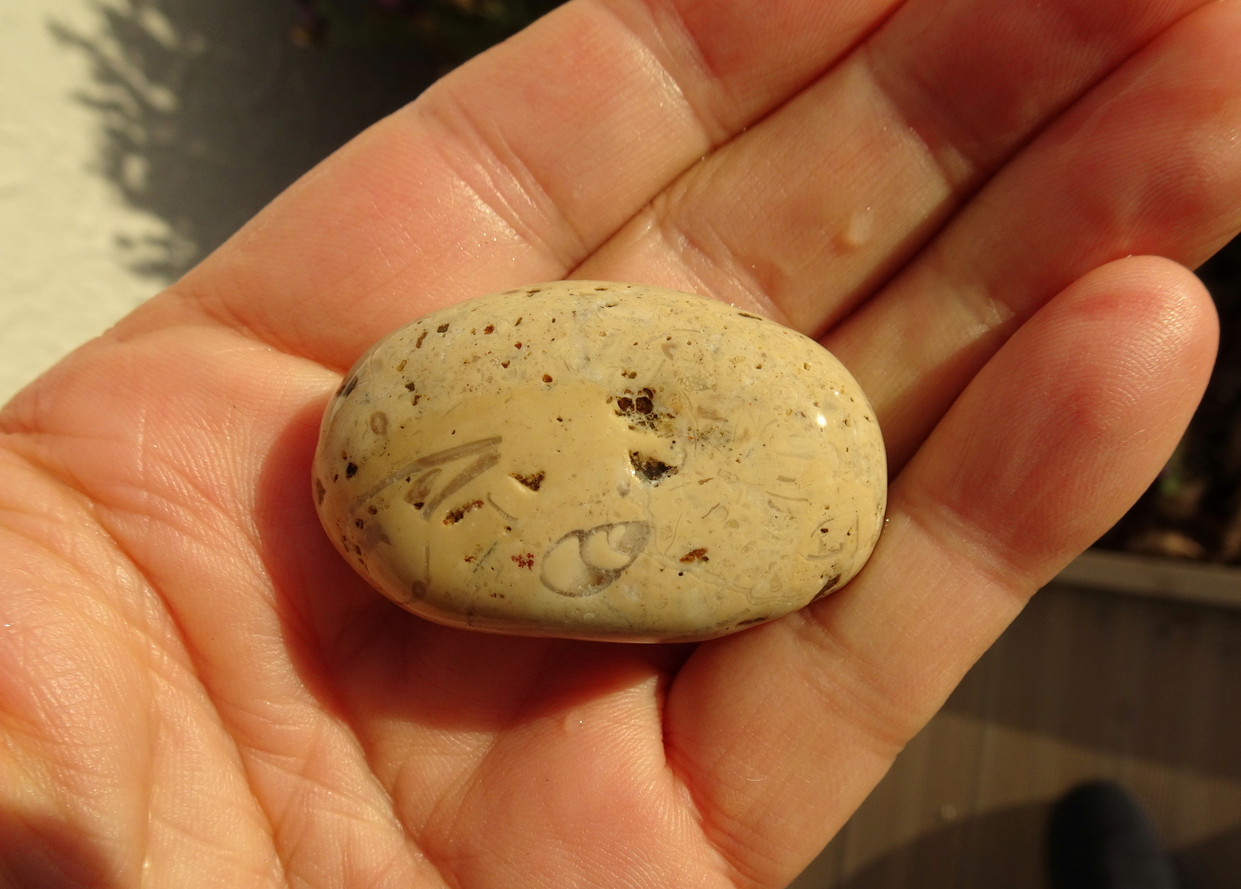Fossiliferous limestone.