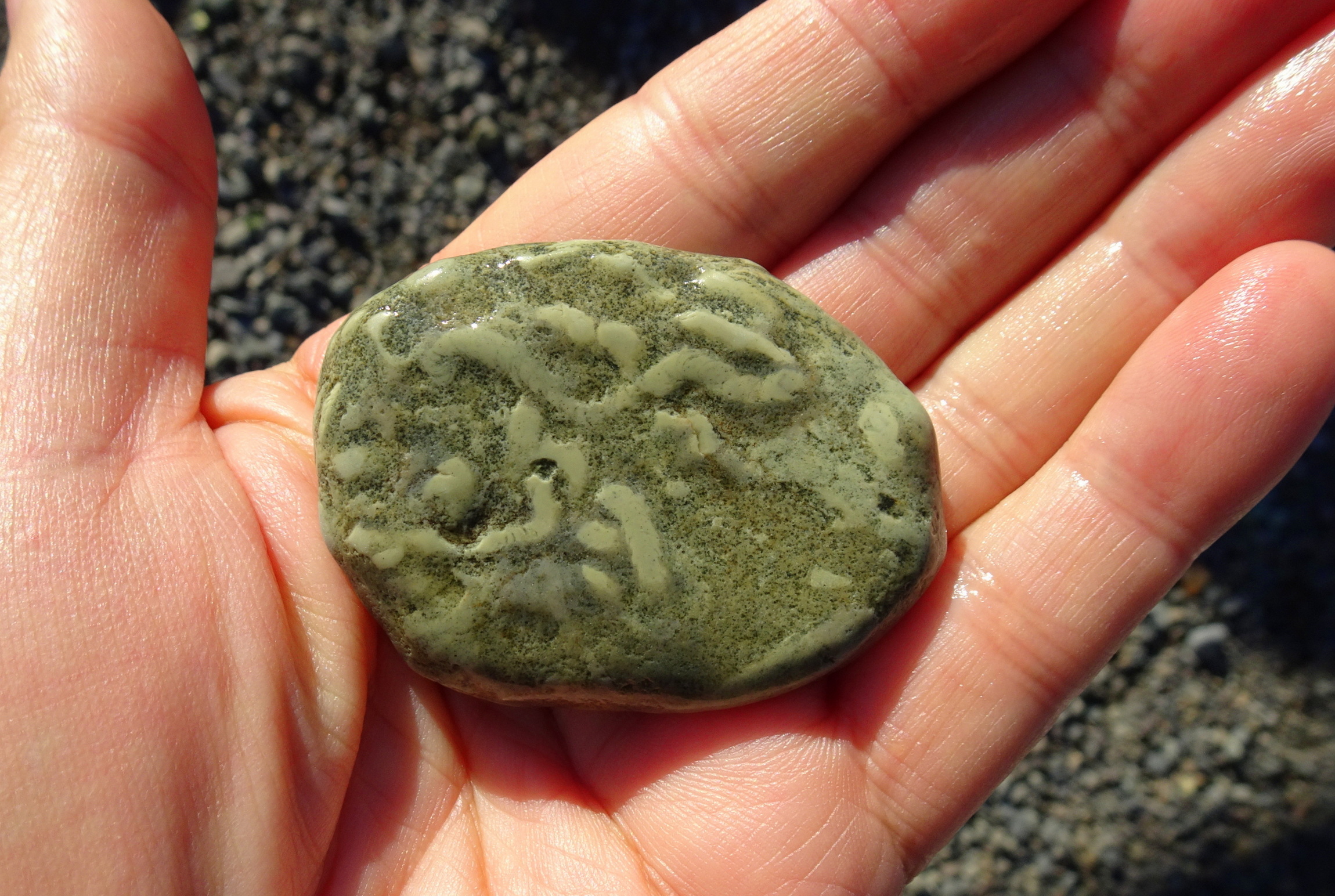 Trace fossils in argillite.