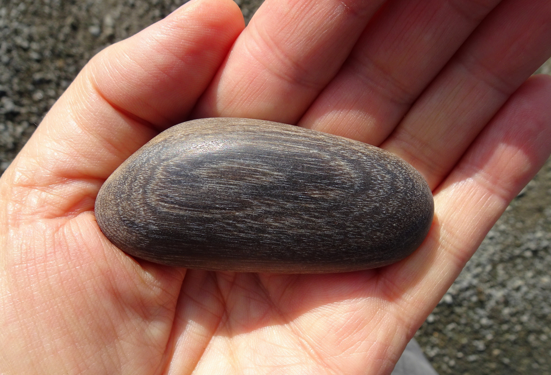 Petrified wood, dry.