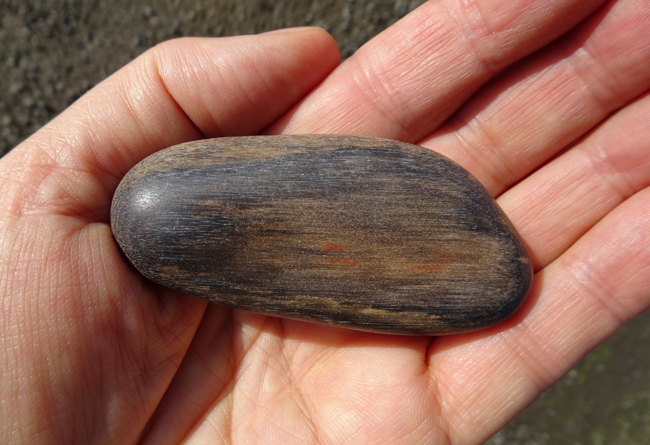 Other side of dry petrified wood.