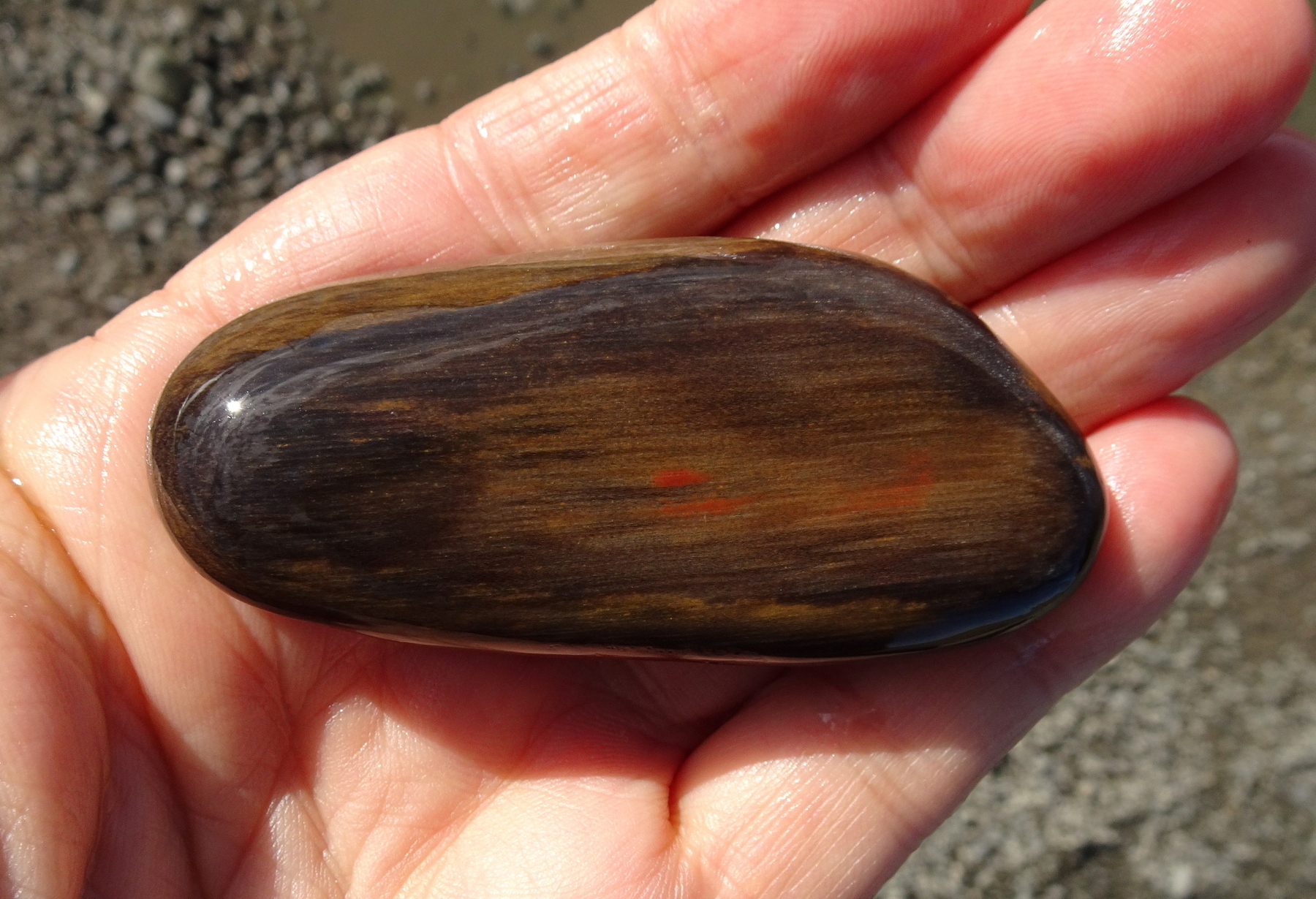 Other side of wet petrified wood.
