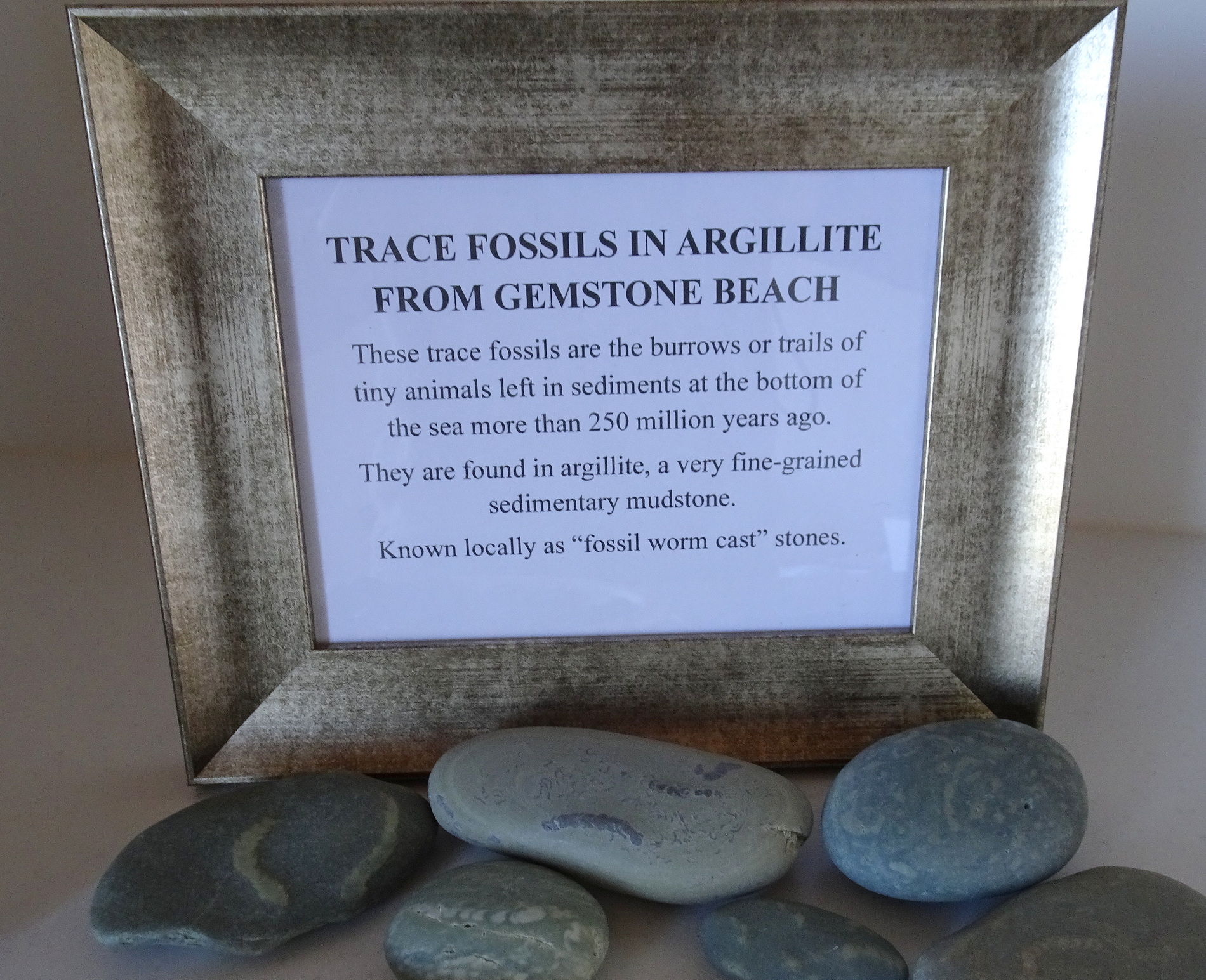 The trace fossils sign plus some unpolished specimens.