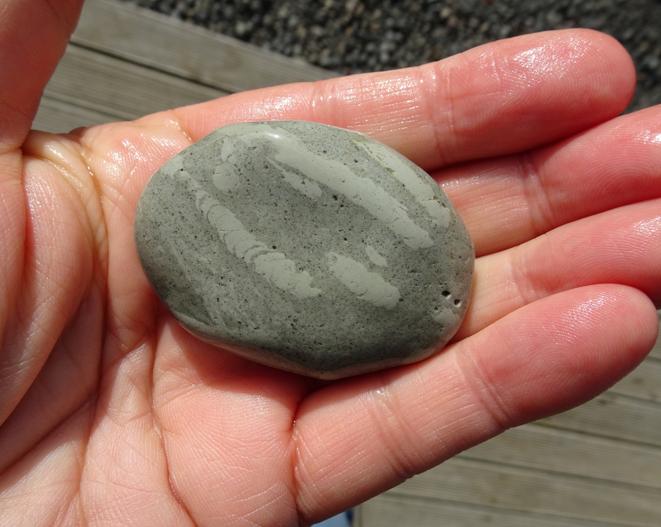 Trace fossils in argillite.