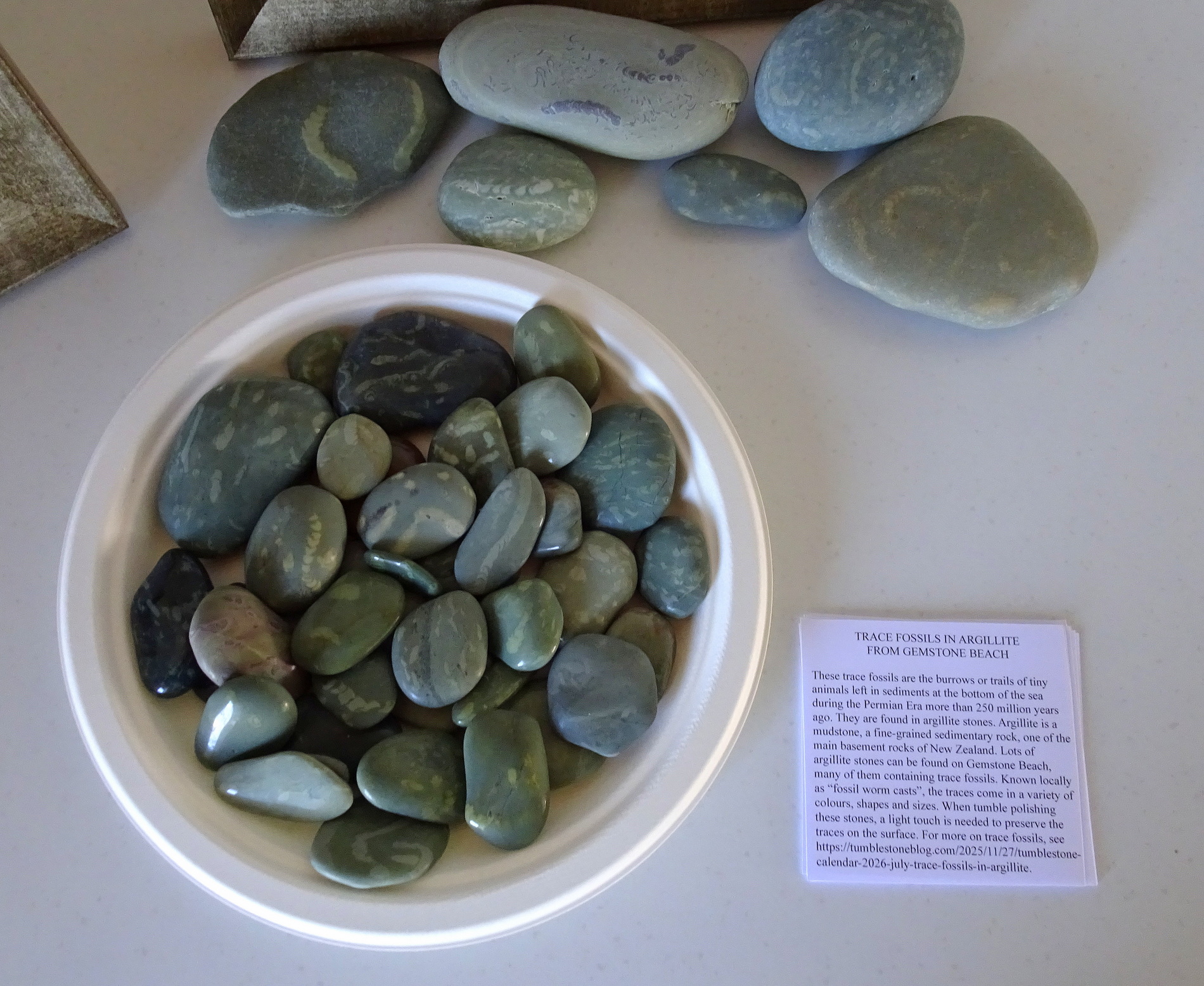 The starting plate of free polished trace fossil stones and the accompanying small information sheets.