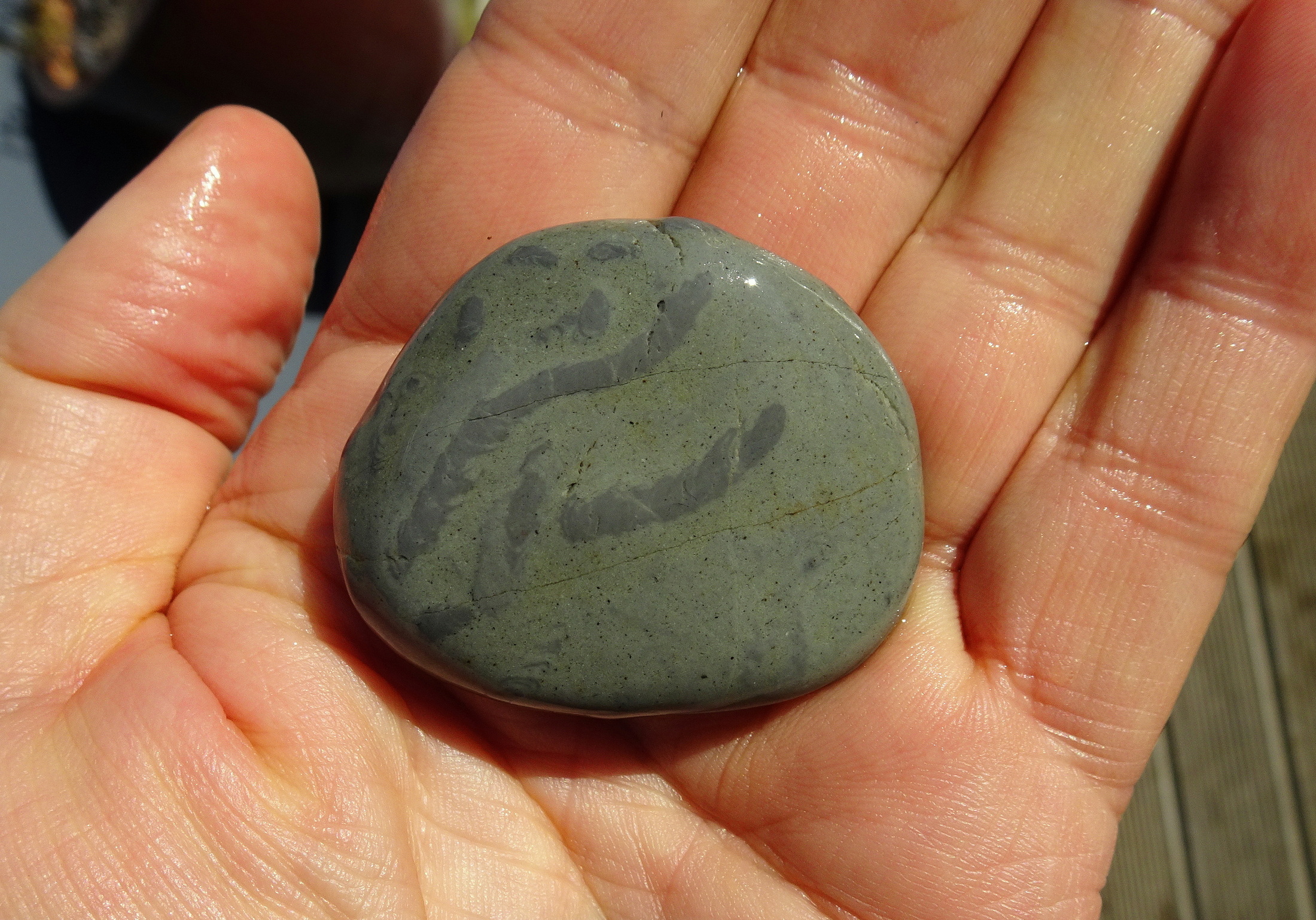 Trace fossils in argillite.