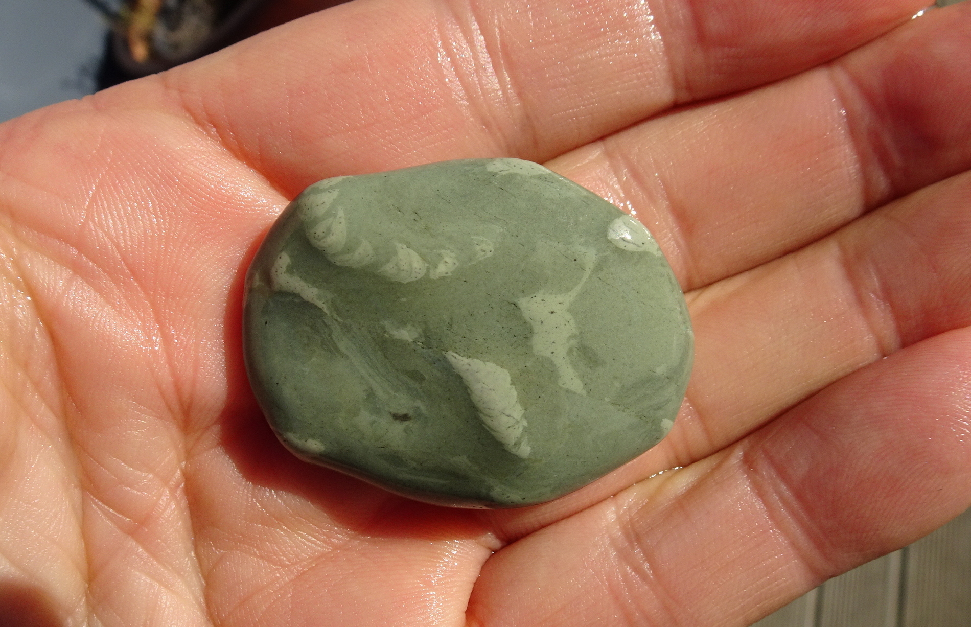 Trace fossils in argillite.