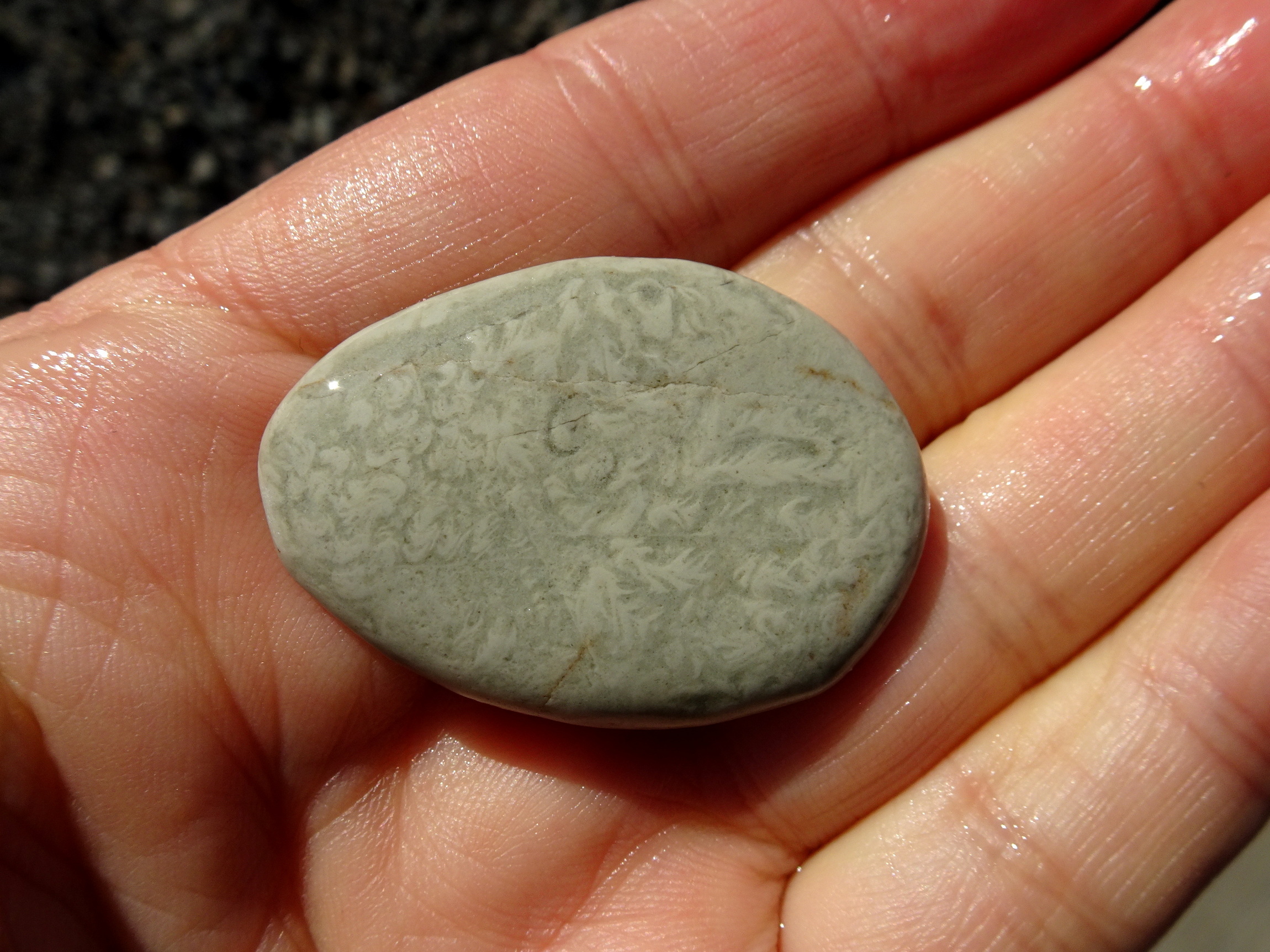 Trace fossils in argillite.
