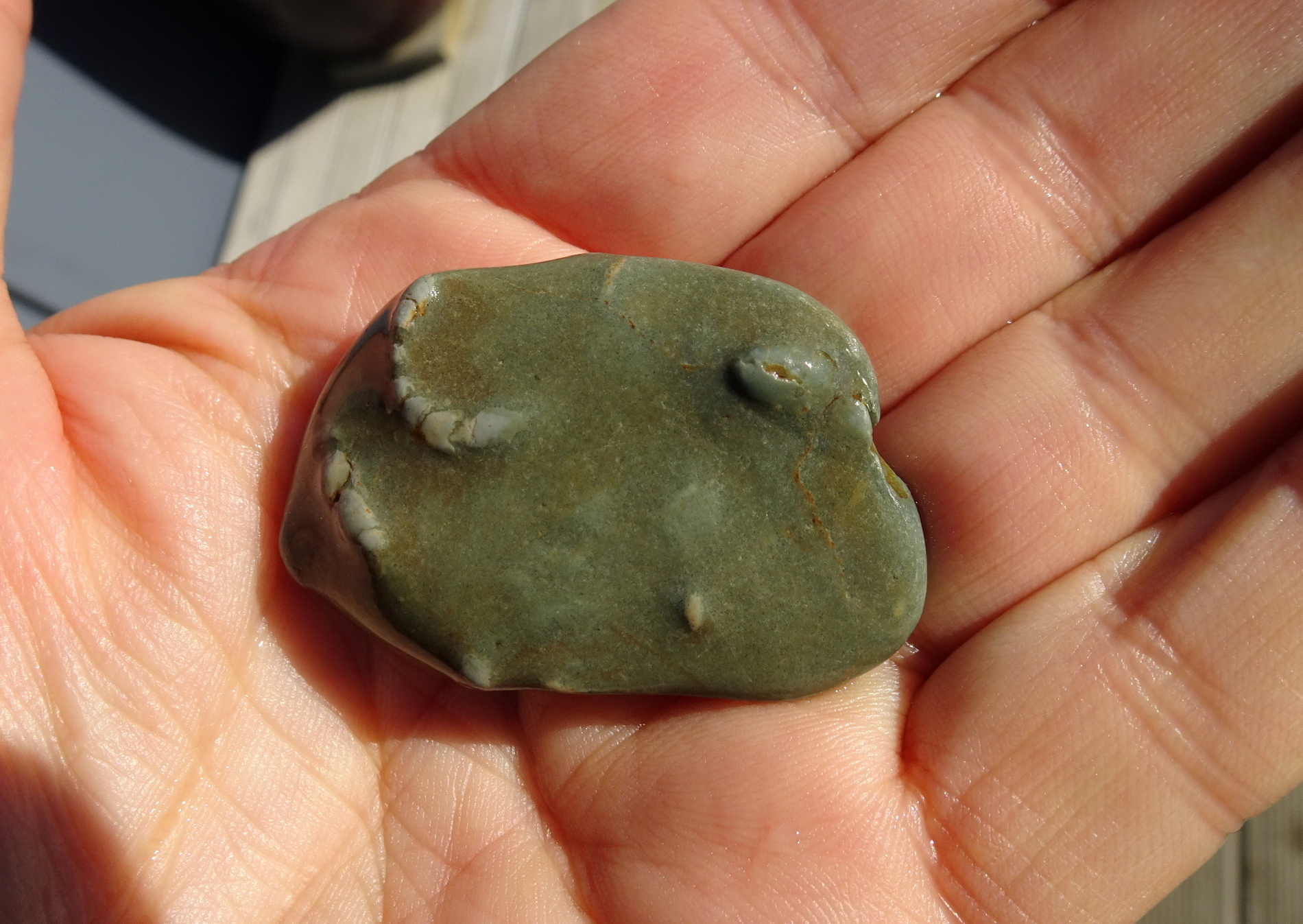 Chrissy found this trace fossil stone with raised traces.
