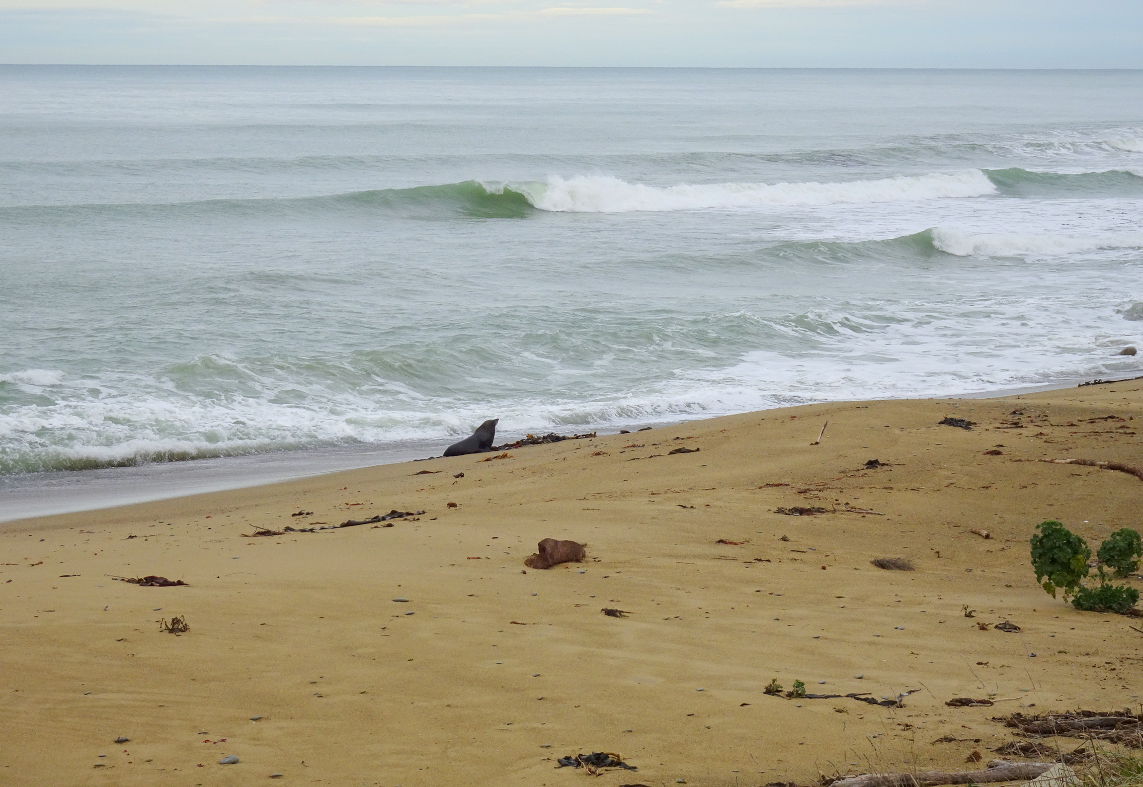 The seal coming onto the beach.