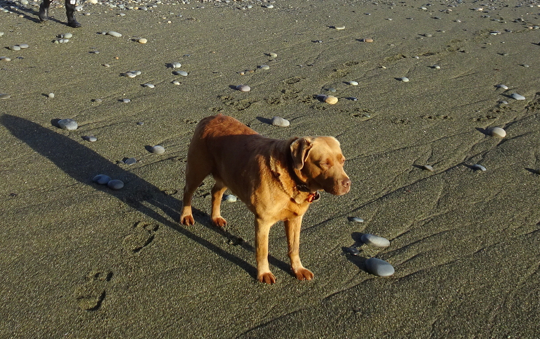 Ohla waiting patiently for Chrissy to move on from a patch of stones.