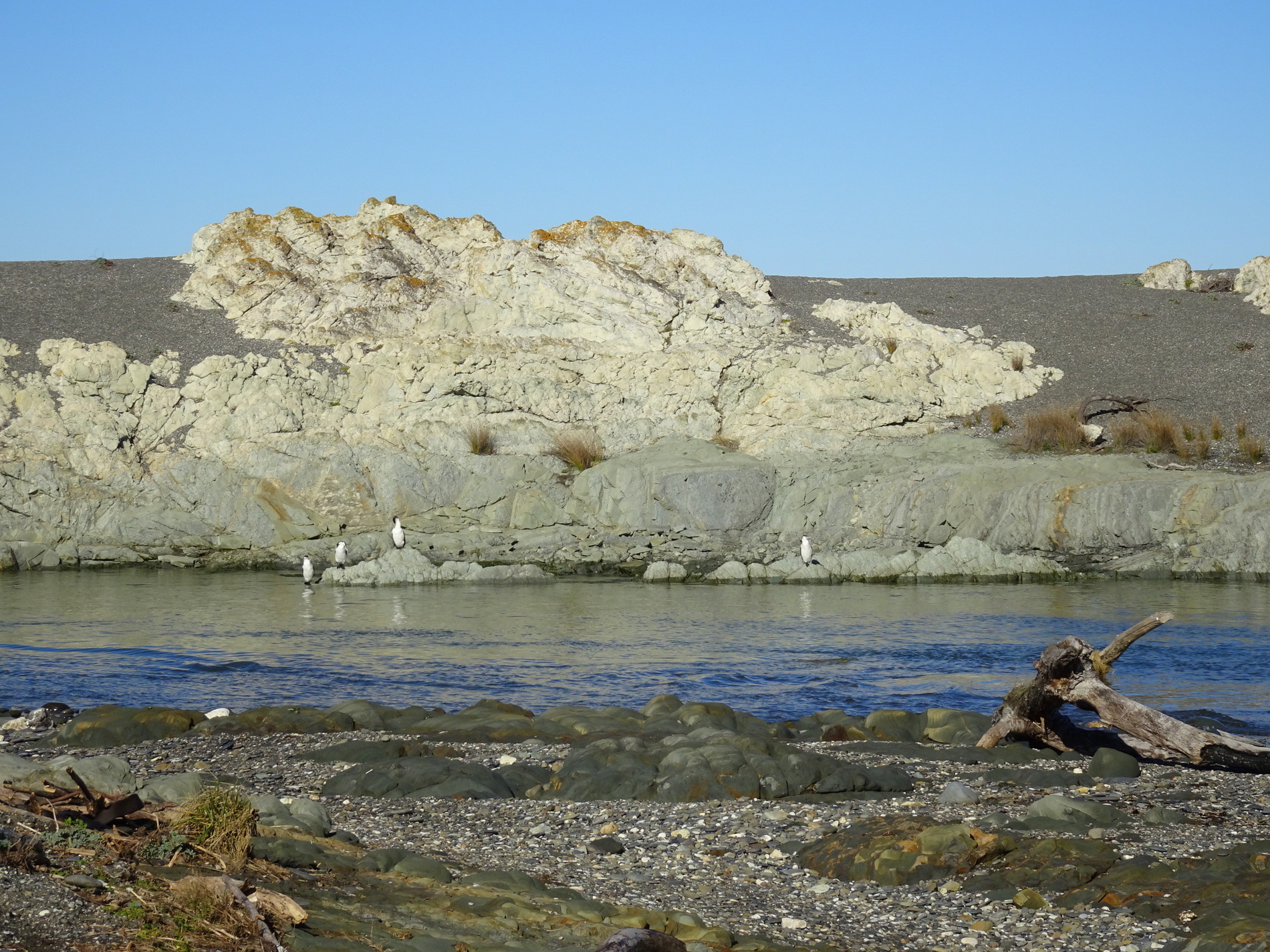 Shags roosting on limestone outcrops near the mouth of the Falxbourne River.