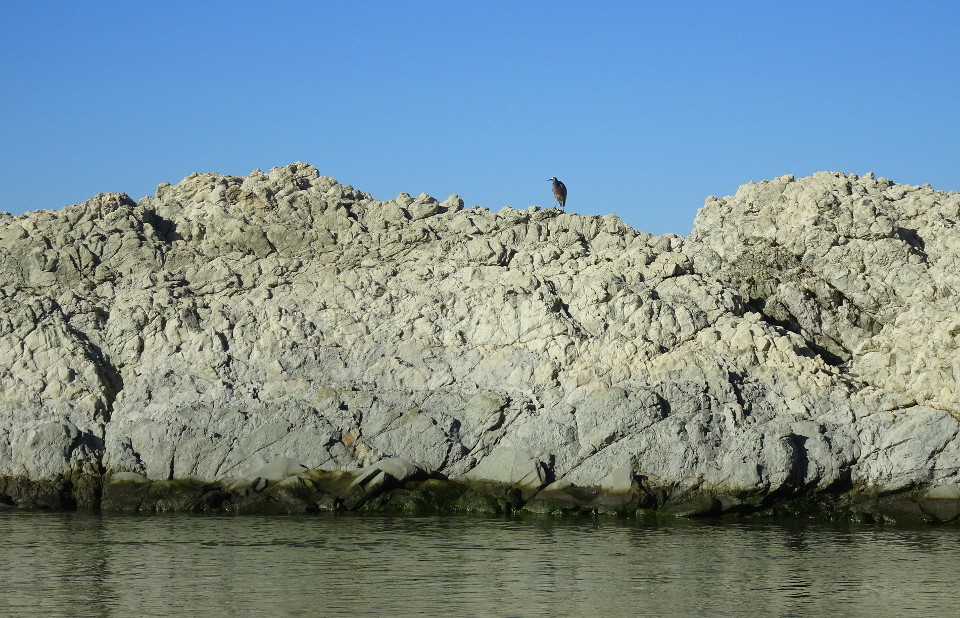Heron on uplifted limestone.