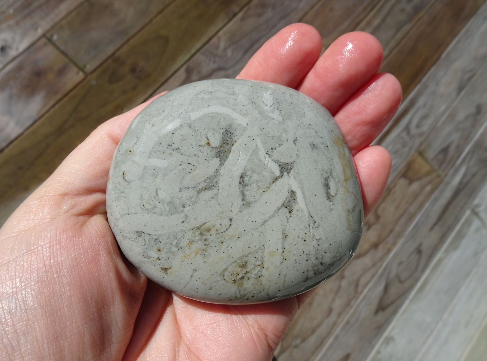 Trace fossils in argillite.
