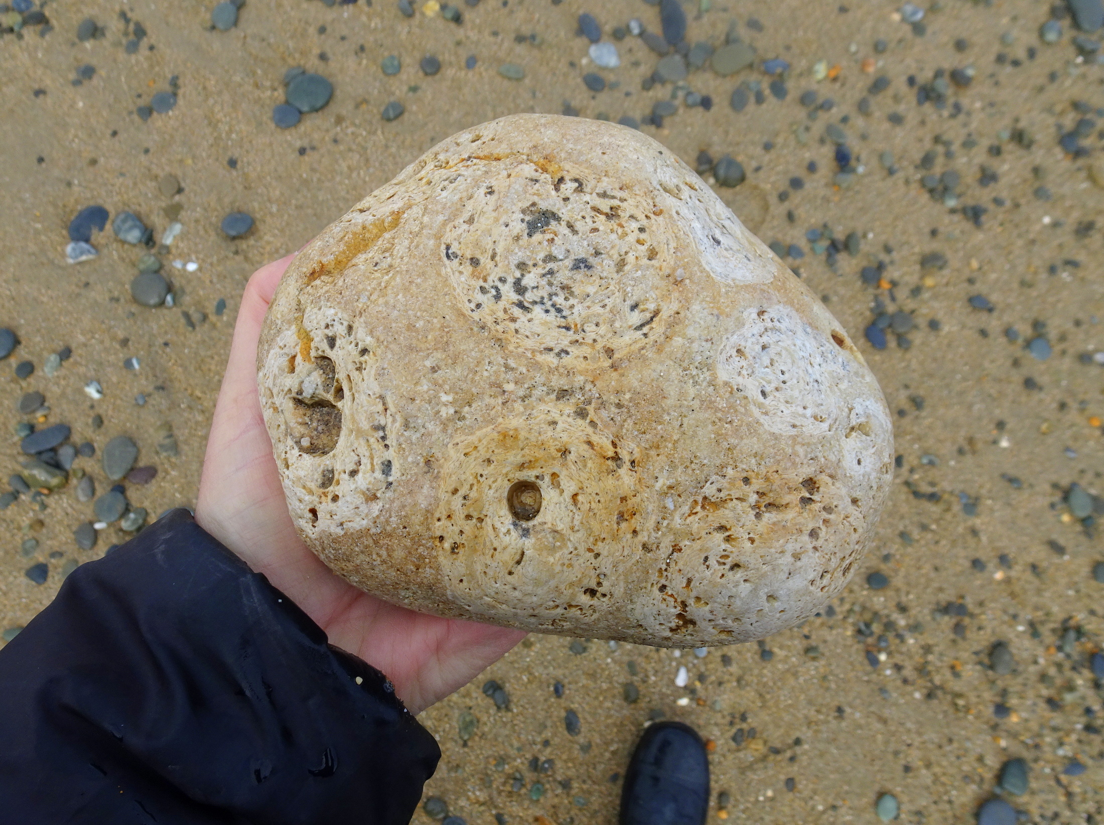 Fossil rhodoliths in limestone.
