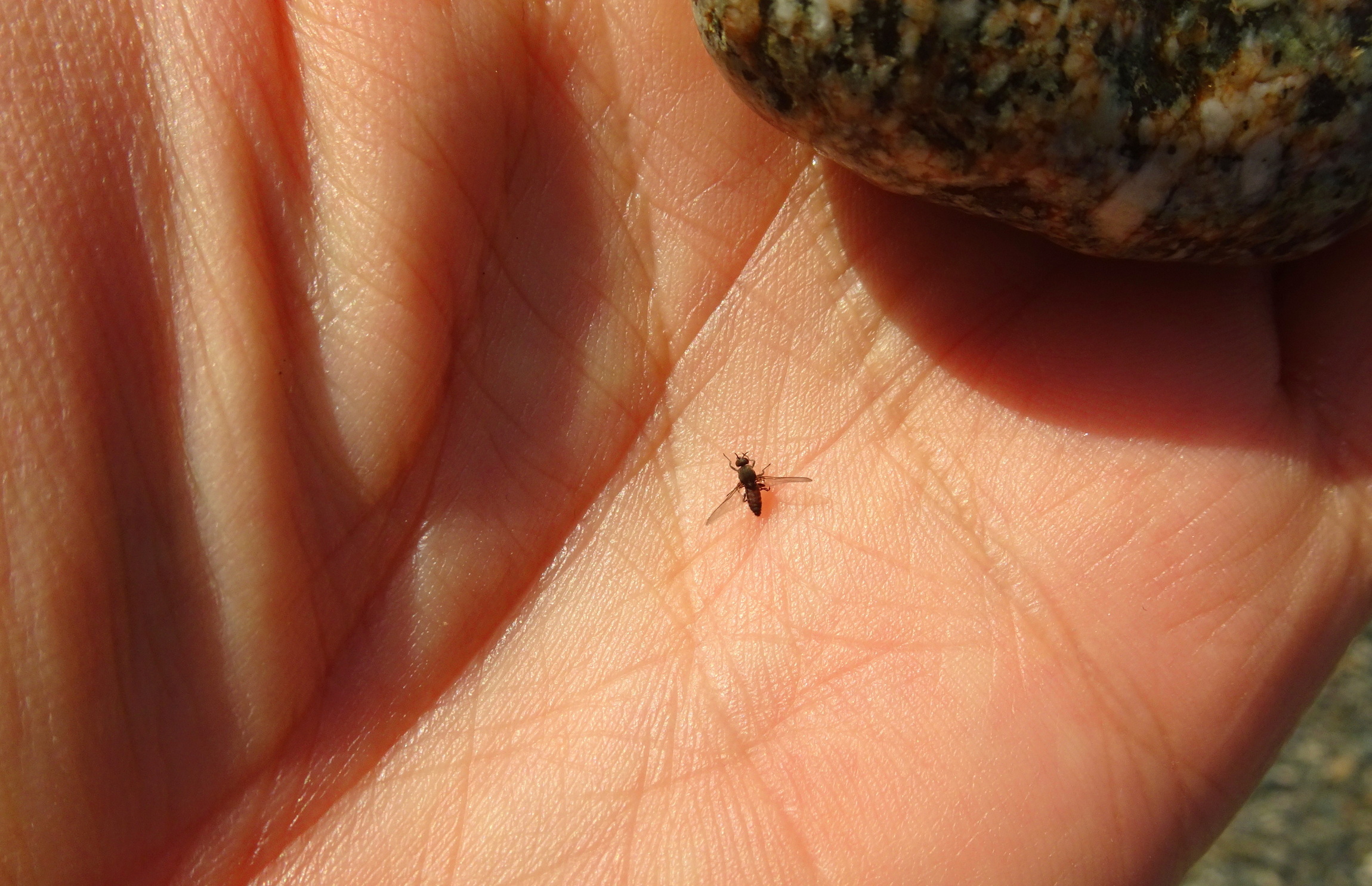 One of the sandflies actives on the beach today.
