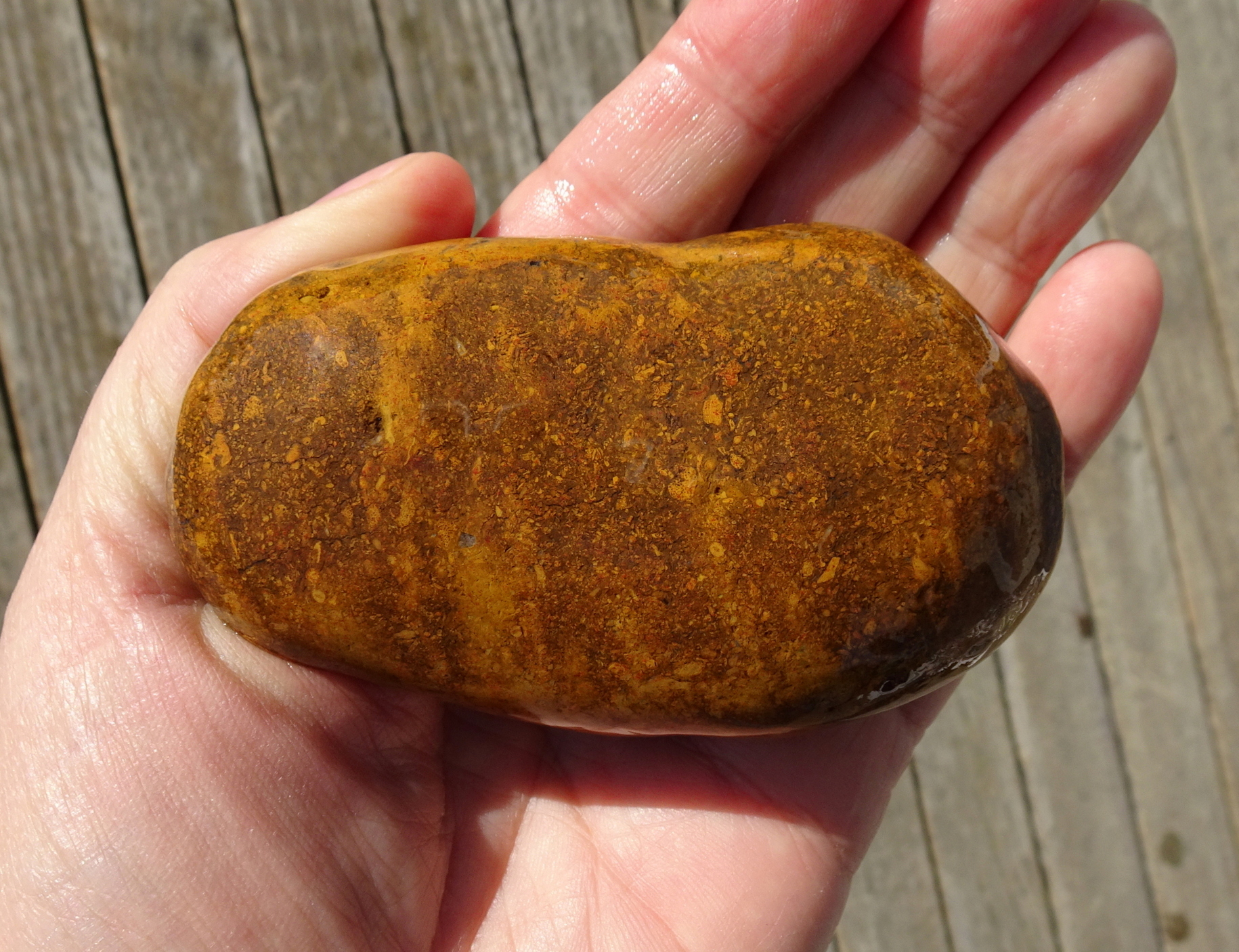 Larger bryozoan fossil stone.