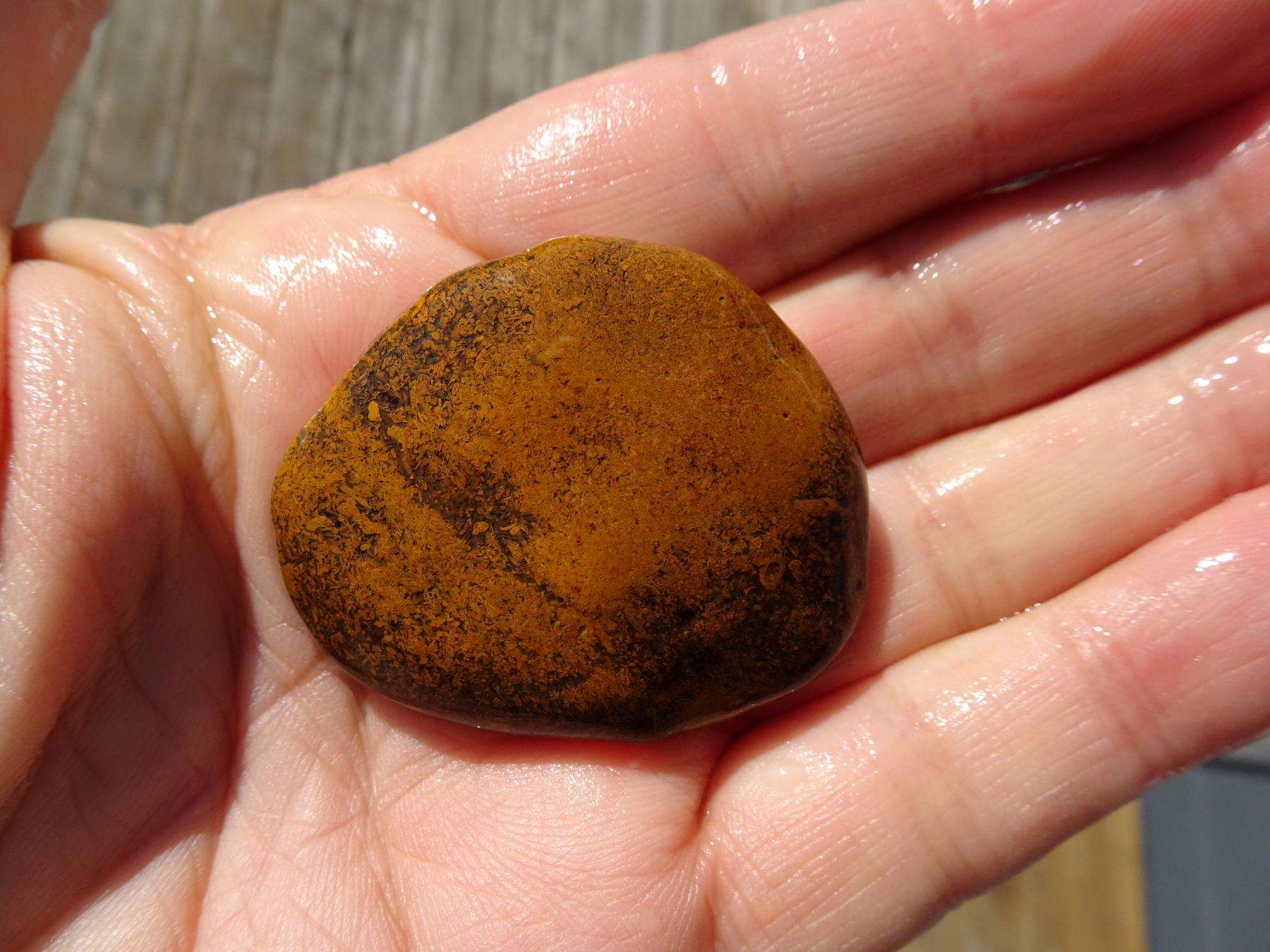 Bryozoan fossil stone.