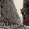 Pappelallee Dreamy Remixes