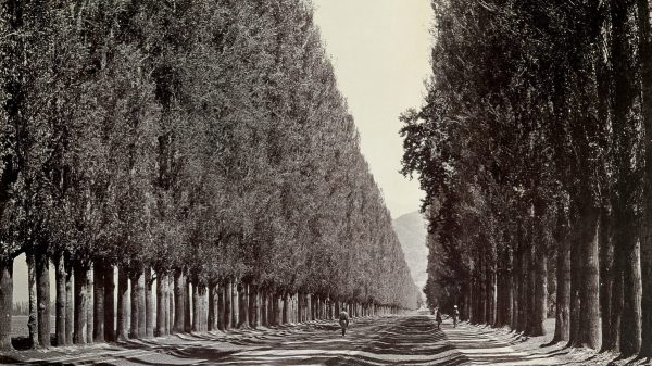 Pappelallee Dreamy Remixes