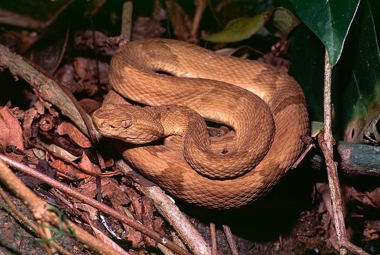 Jararaca-ilhoa (Bothrops insularis) em close, fotografada por Wolfgang Wuster na Ilha da Queimada Grande