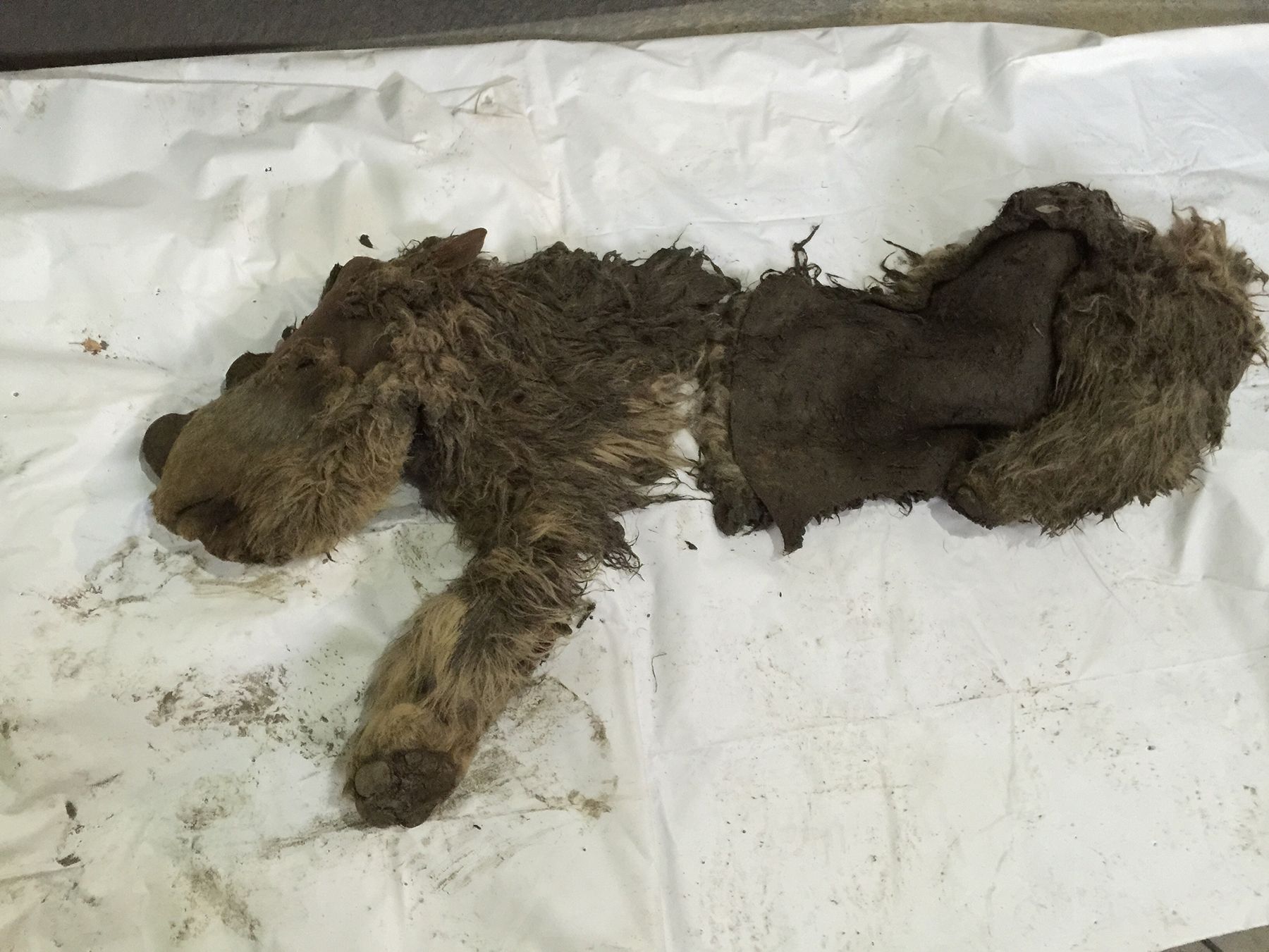 Múmia preservada de rinoceronte-lanoso (Coelodonta antiquitatis) encontrada no permafrost siberiano