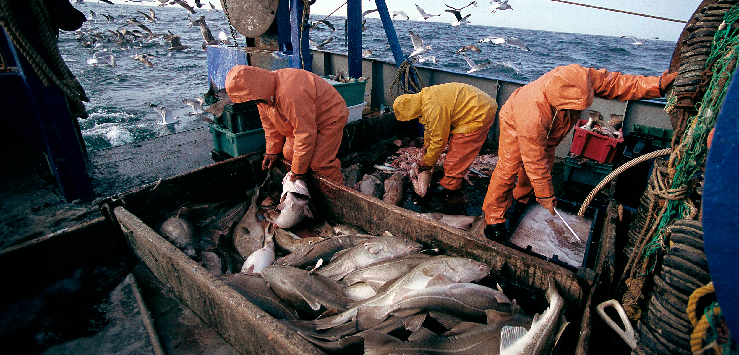 O mar não está para peixe - Como a pescaria está matando nossos oceanos 7 Pesca do bacalhau-do-atlântico (Gadus morhua), espécie cuja biomassa total reduziu mais de 95% em todo o mundo devido à sobrepesca intensiva - Foto por Jeffrey L. Rotman