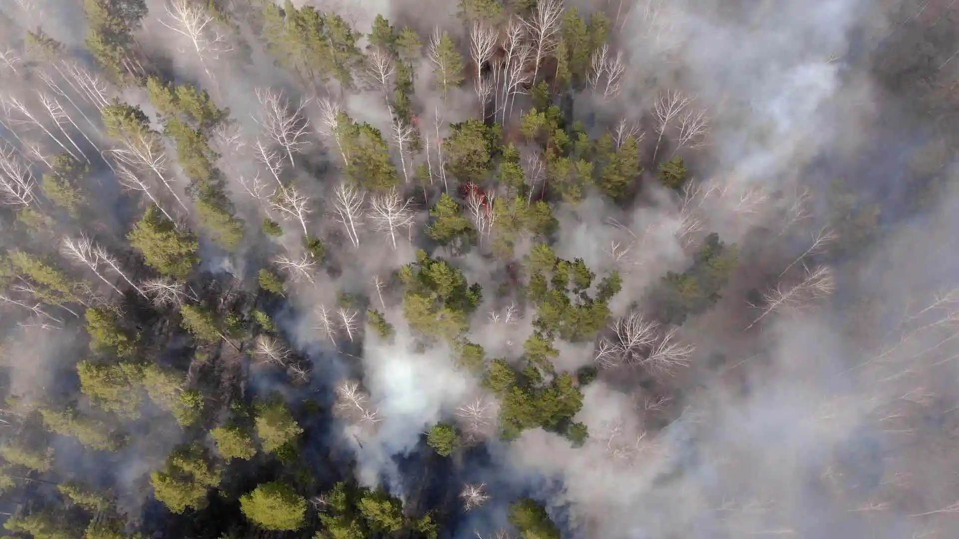 Fires in Canada scorch 5.5 million hectares in 2025