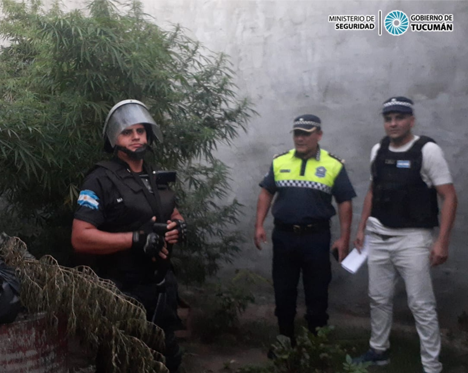 Decomisan plantas de marihuana de casi cinco metros de altura en Concepción