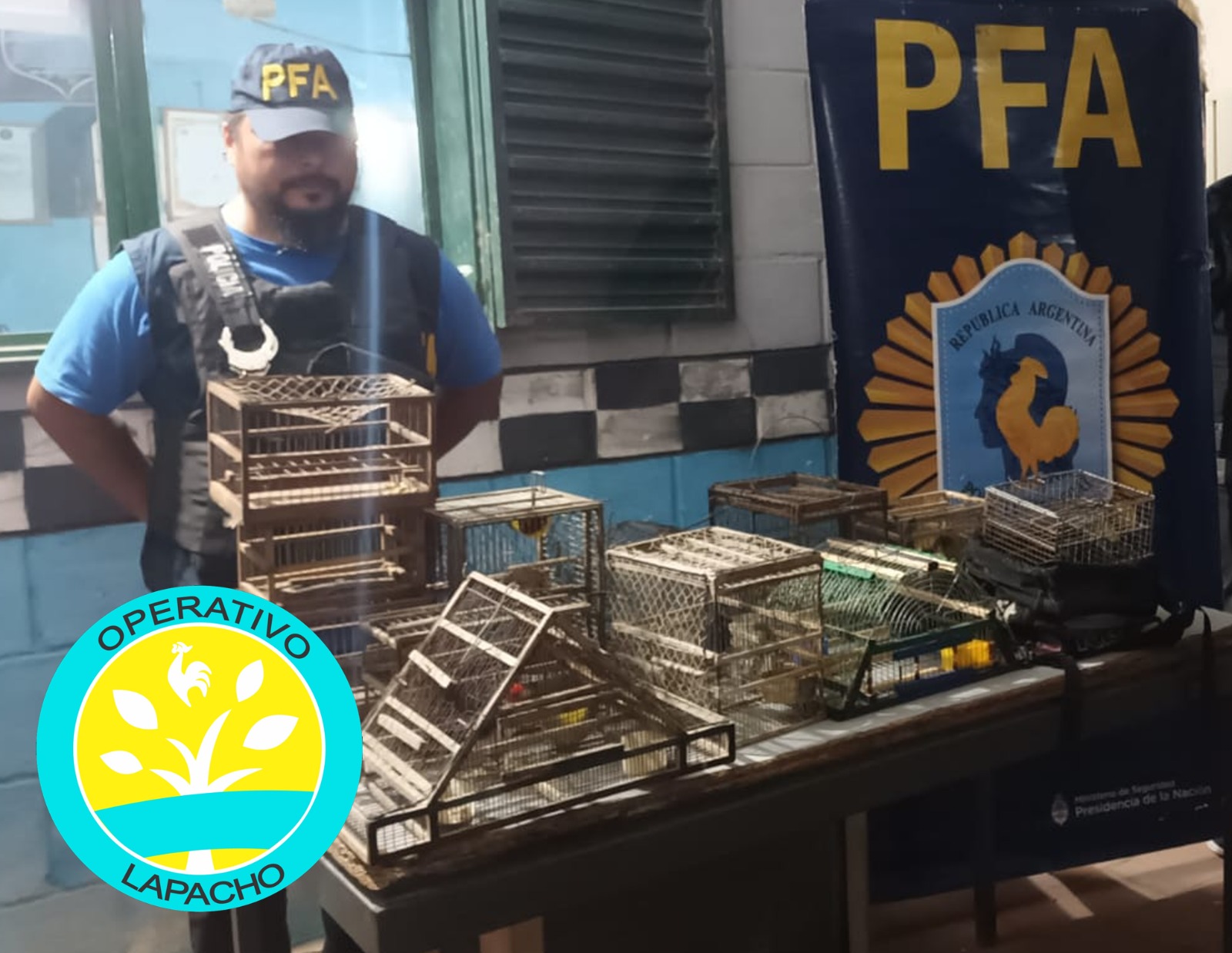Operativo Lapacho: Incautan más de una decena de aves silvestres