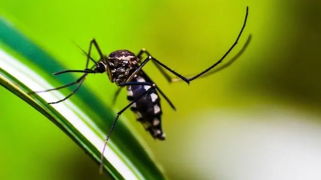 Cómo es el test del dengue que busca precisar cuántas personas en Argentina tuvieron la infección