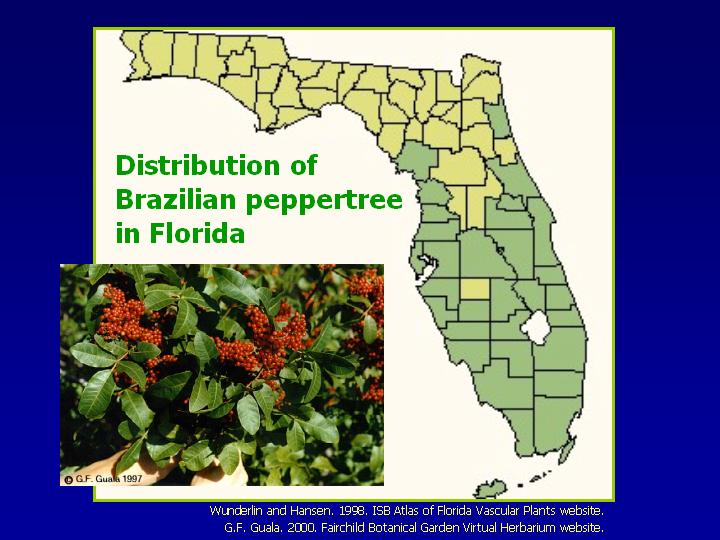 Brazilian Pepper Tree High Resolution Stock Photography And Images Alamy