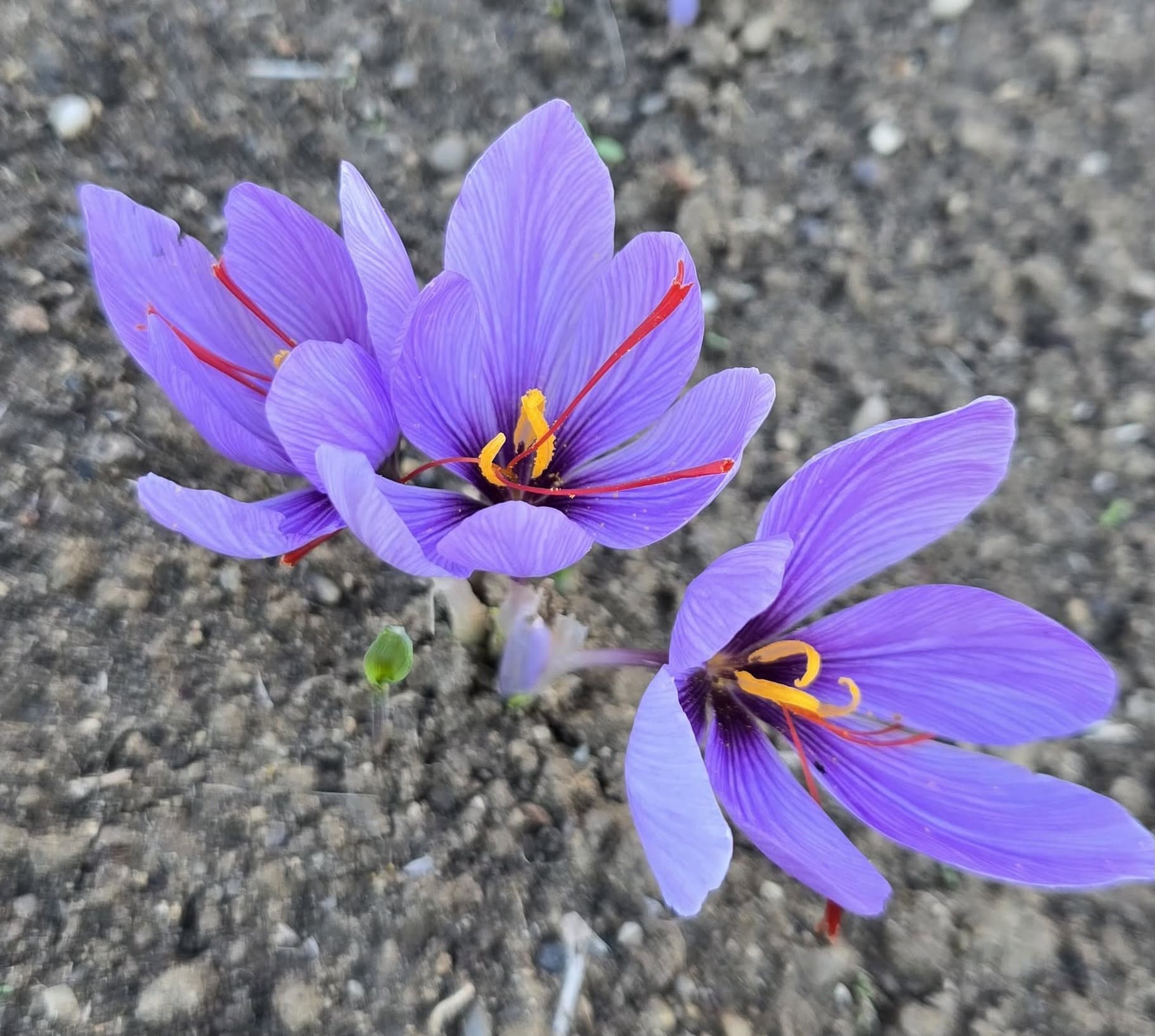 Flori violete de șofran în sol