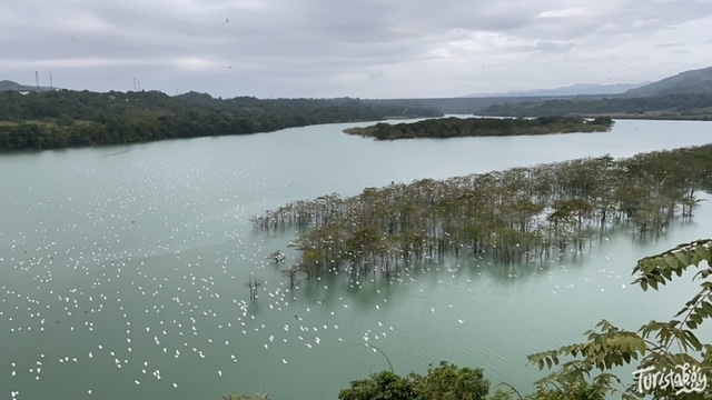 Magat Dam Bird-watching Site, Alfonso Lista, Ifugao (fly-out) | Turista Boy #FindYourselfInTheCordilleras