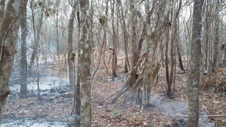 Continúan activos cuatro incendios en Lázaro Cárdenas.