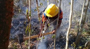 Incendio forestal en Nuevo X-Can devasta 200 hectáreas