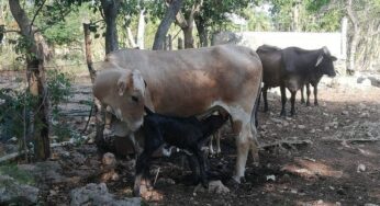 La sequía de marzo y abril afectó el hato ganadero de Lázaro Cárdenas