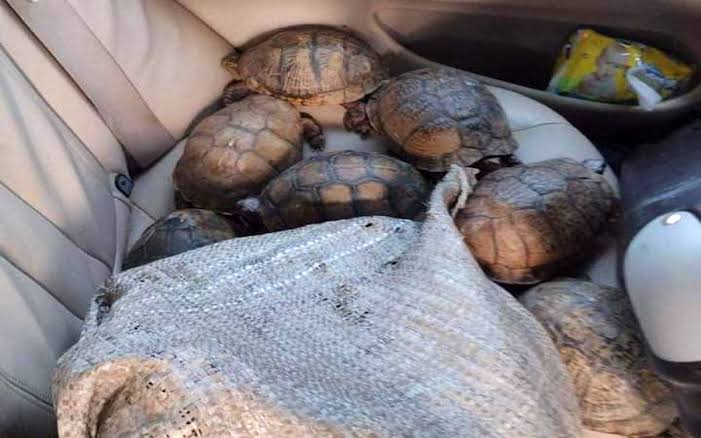 Accidente carretero deja al descubierto tráfico de tortugas; en una camioneta de lujo eran transportadas más de 250 de diferentes especies.