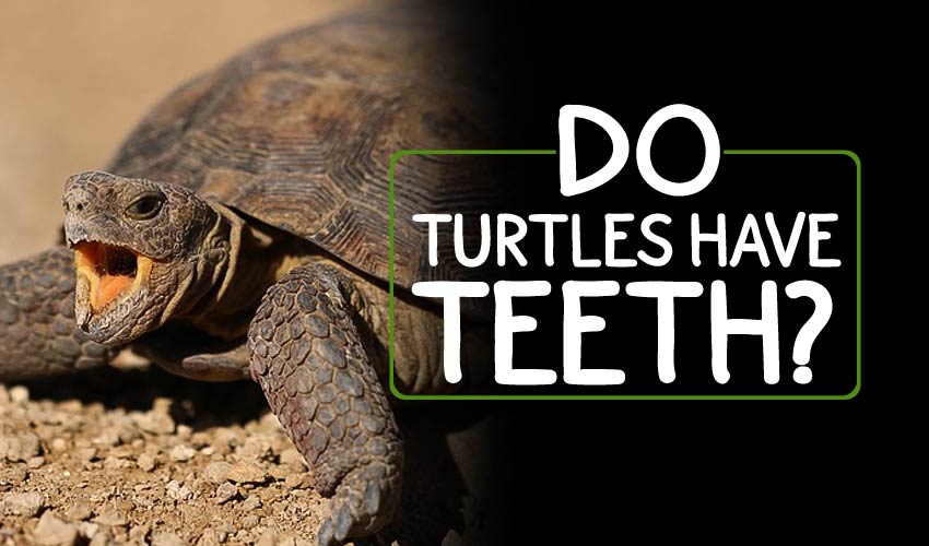 Turtle anatomy